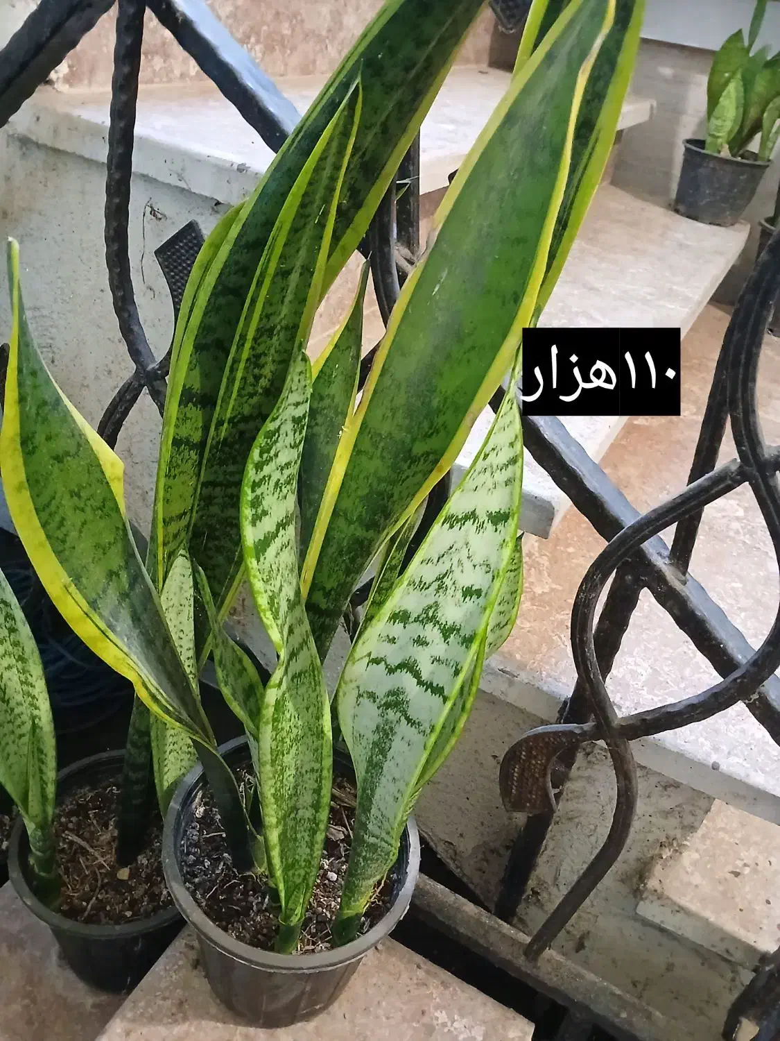 گل سانسوریاابلق|گل و گیاه طبیعی|سنگر, |دیوار