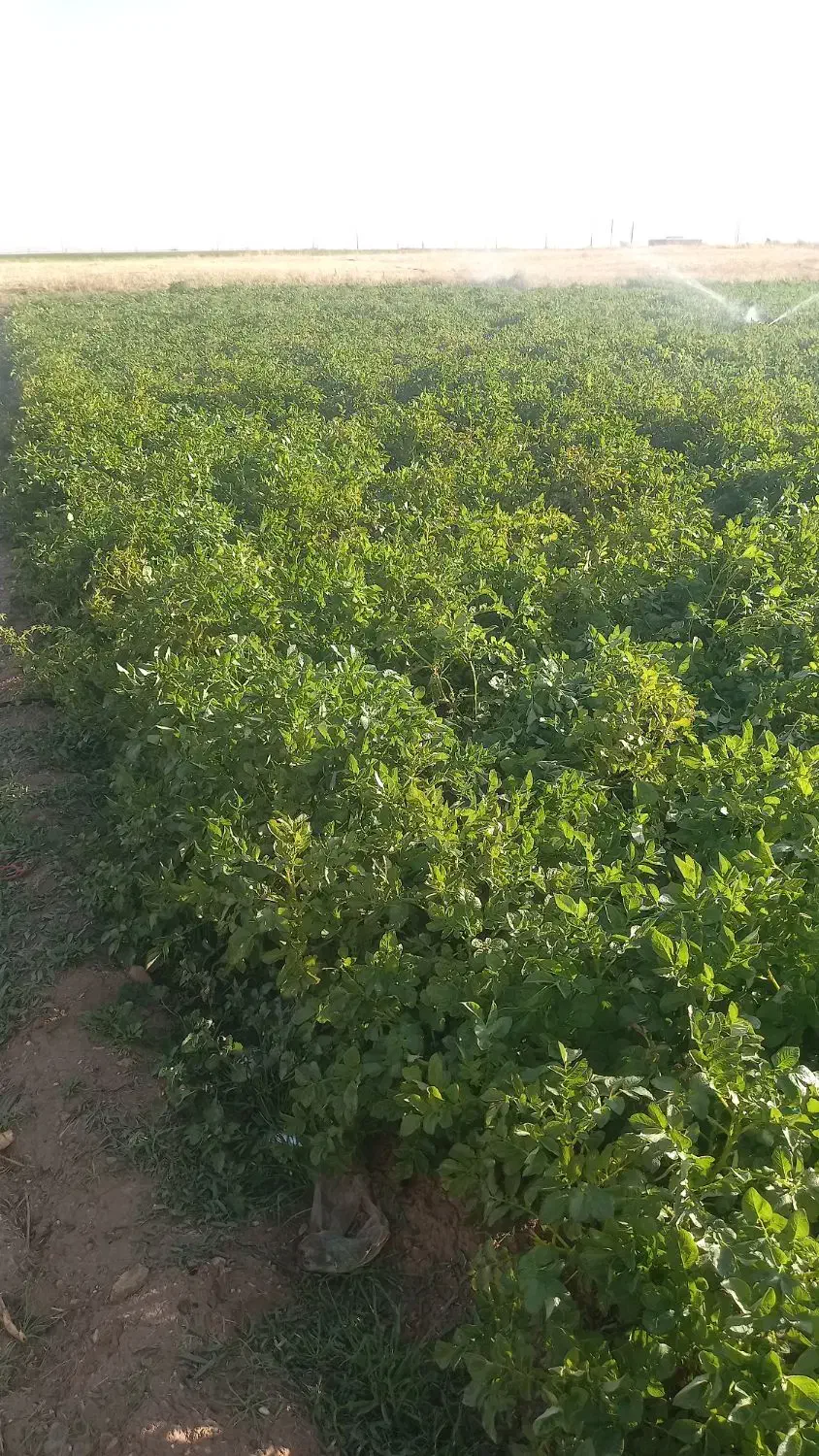 زمین کشاورزی ابی|فروش دفتر صنعتی، کشاورزی، تجاری|شیرینسو, |دیوار