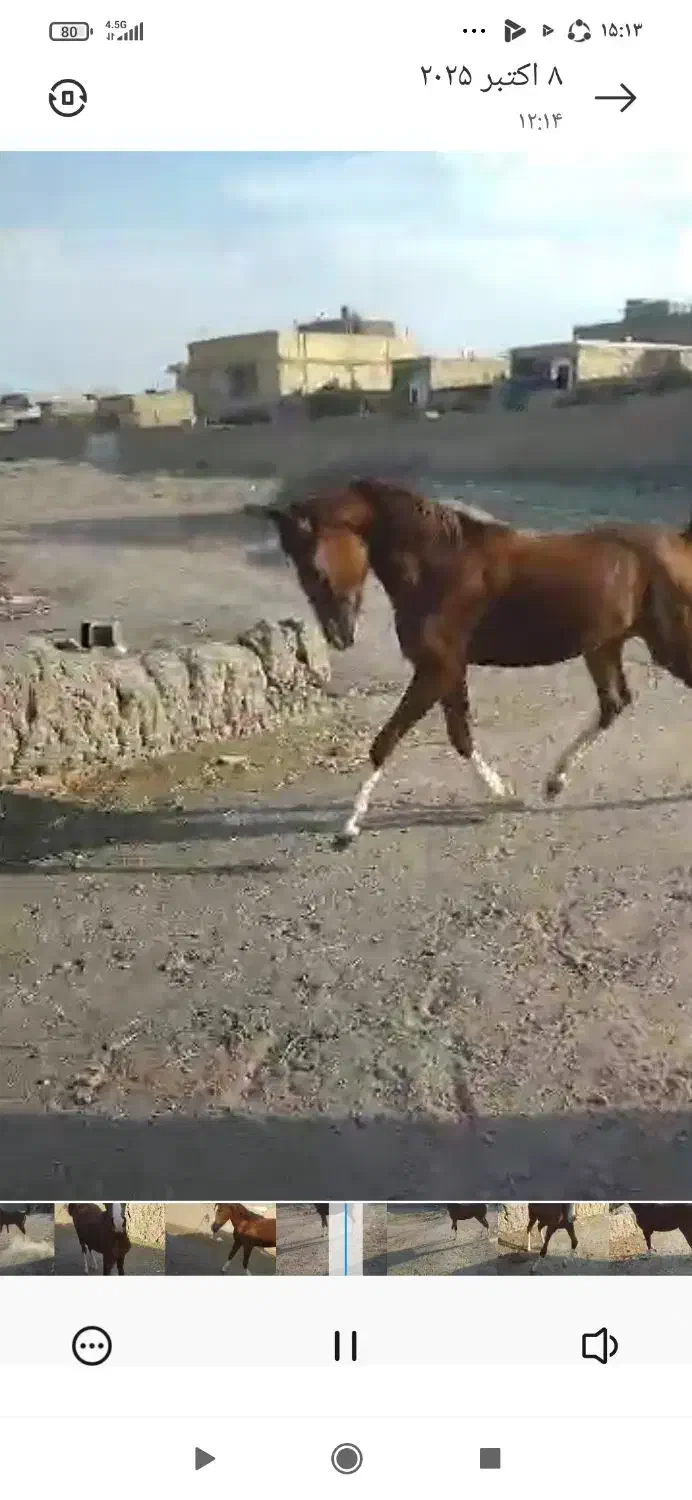 مادیان و کره|اسب و تجهیزات اسبسواری|اصفهان, بهارستان|دیوار