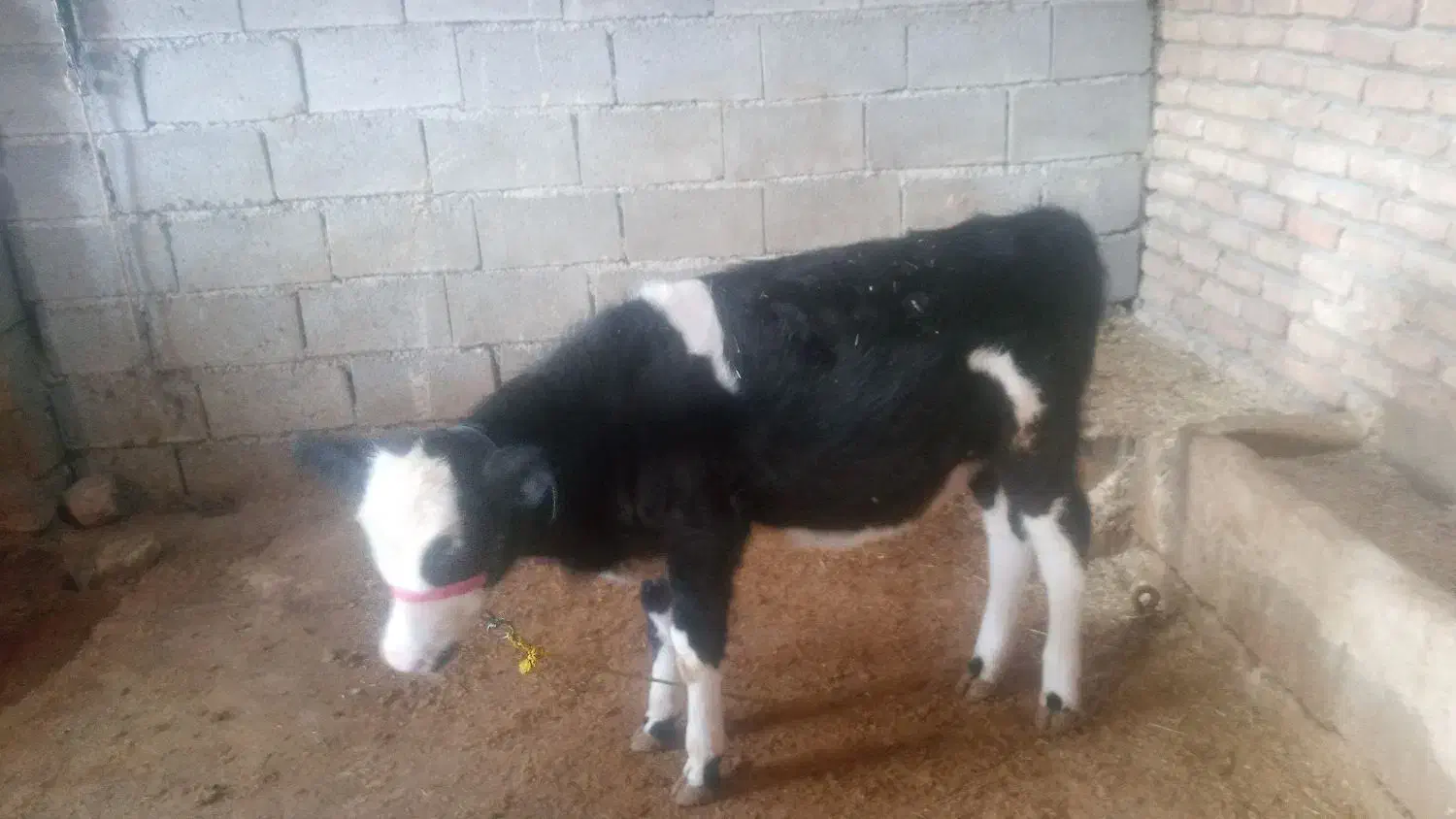 گاو وگوساله ماده|حیوانات مزرعه|کامیاران, |دیوار