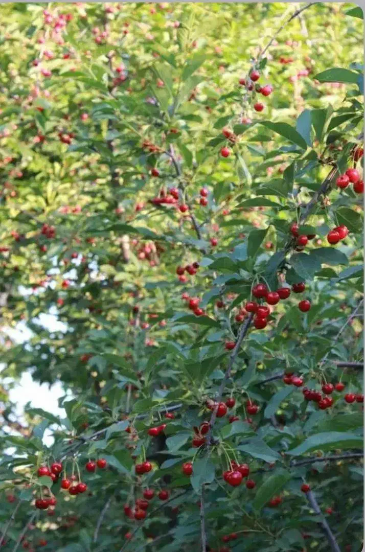 زمین کشاورزی و باغ و ویلا|فروش دفتر صنعتی، کشاورزی، تجاری|صحنه, |دیوار