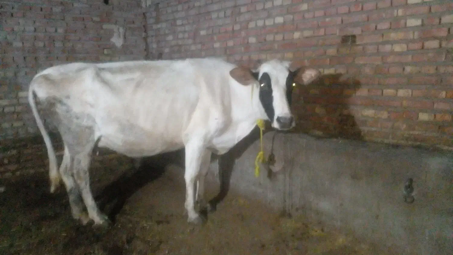 گاو  جوان|حیوانات مزرعه|هریس, |دیوار