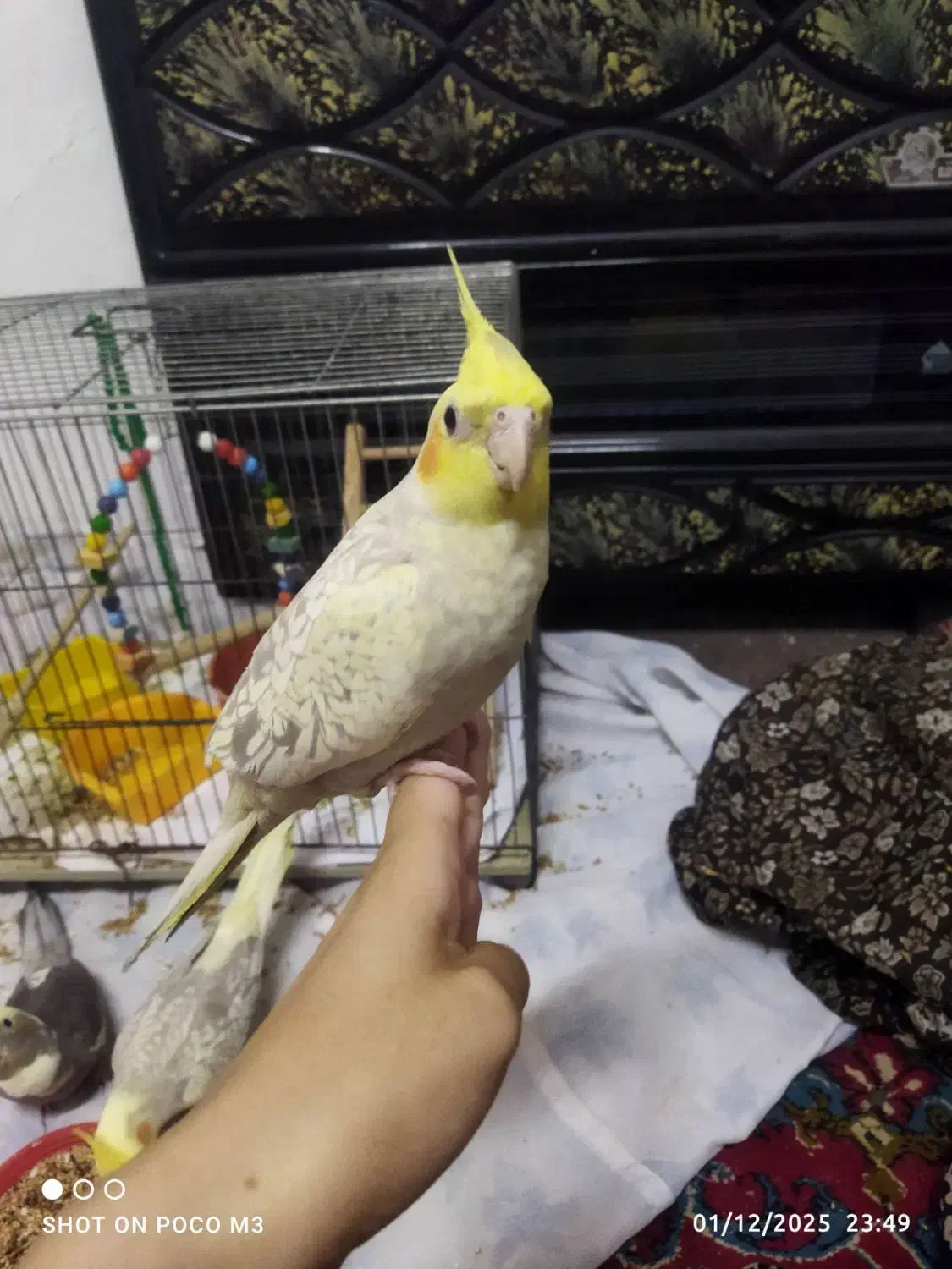 دو عدد عروس هلندی نر و ماده به فروش میرسد|پرنده|لاهیجان, کاروانسرابر|دیوار