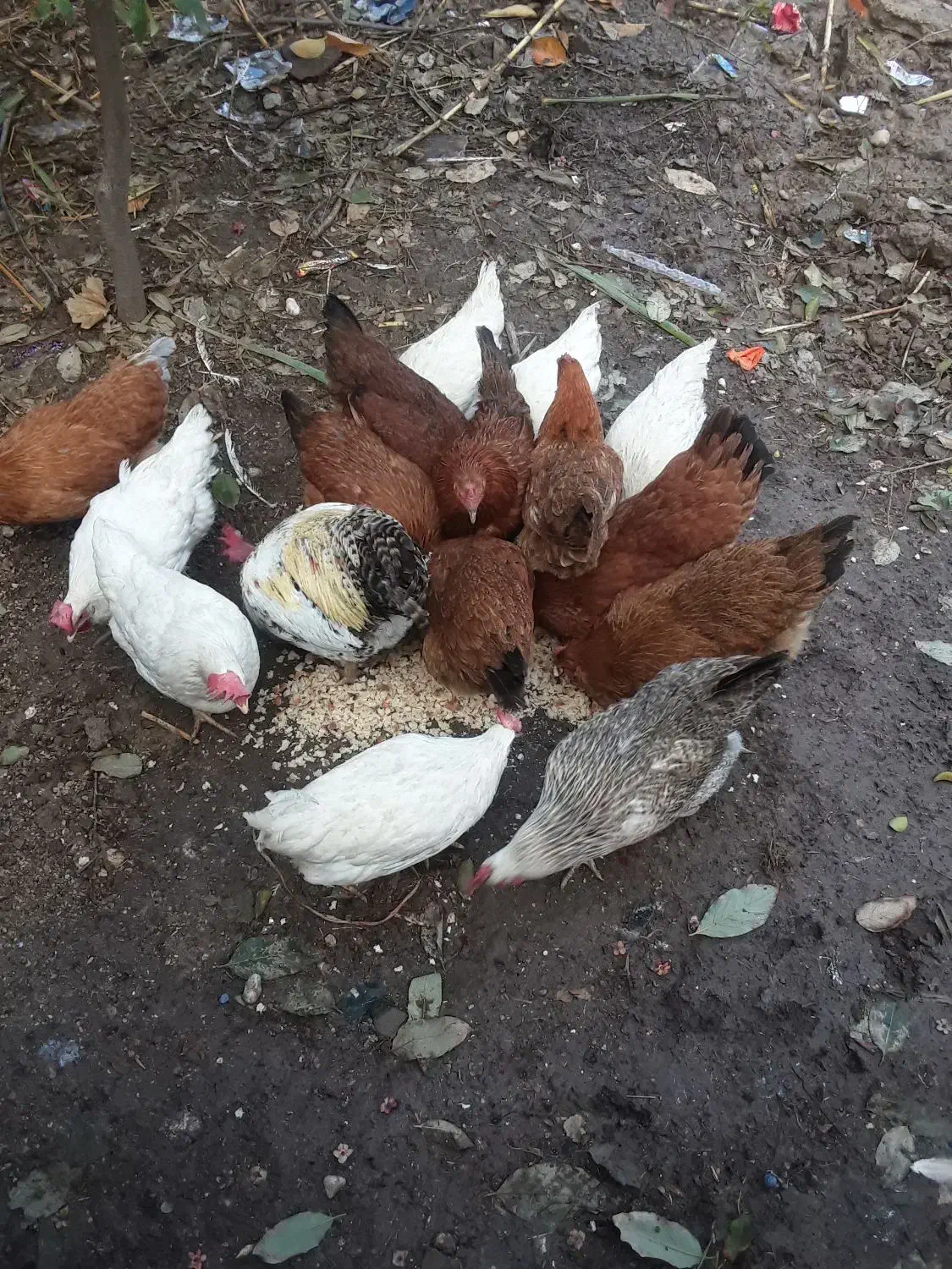 تعداد5عددمرغ ویک خروس|حیوانات مزرعه|گالیکش, |دیوار