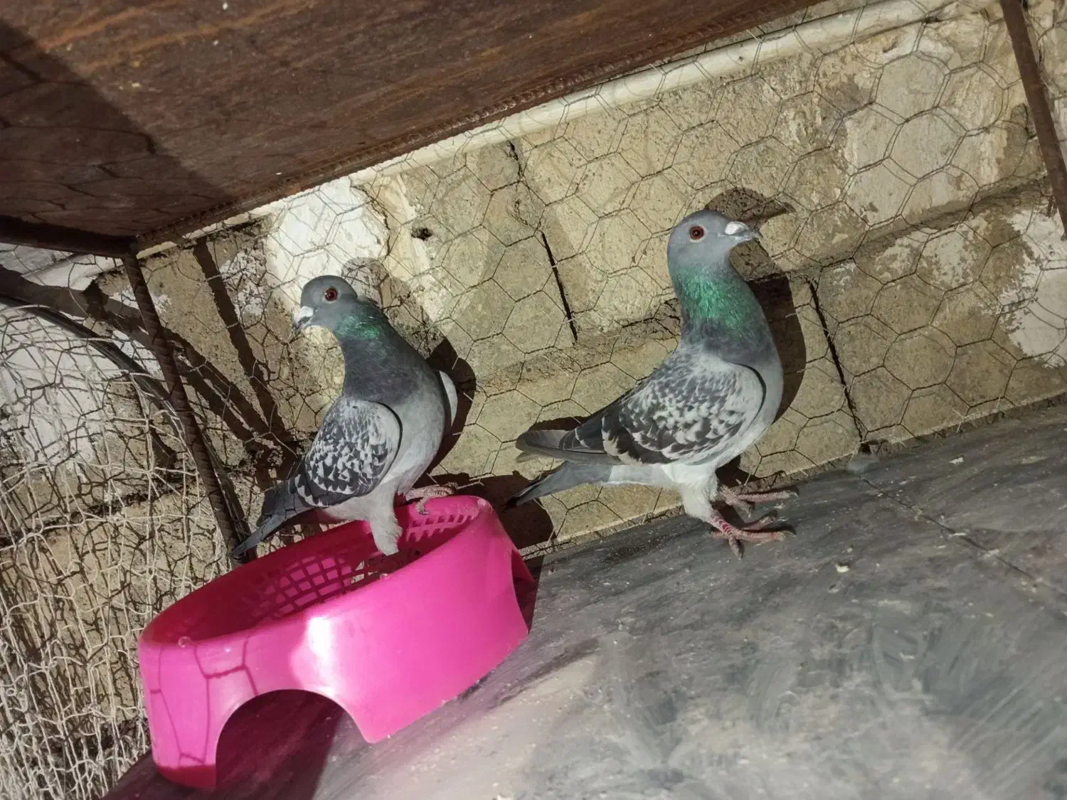 دورگ|پرنده|پلدختر, |دیوار