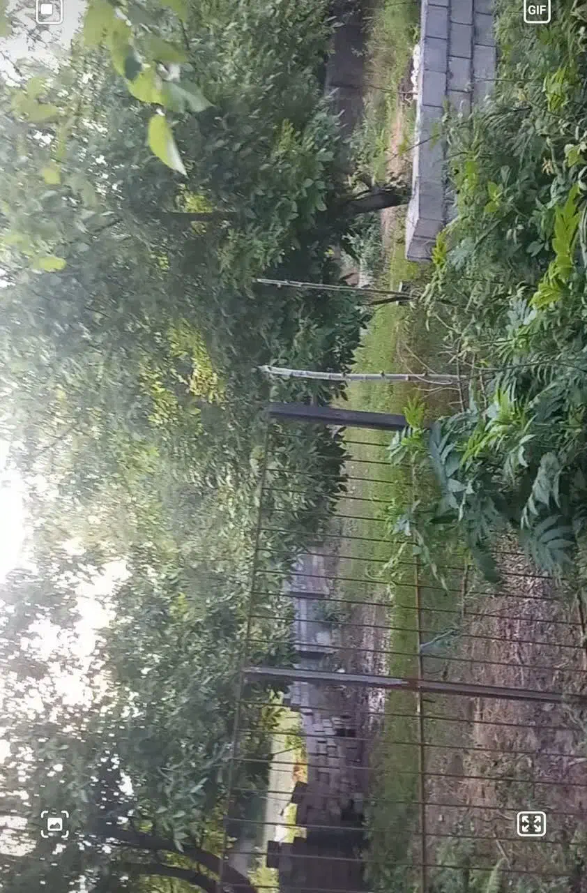 زمین|فروش زمین و ملک کلنگی|ضیابر, |دیوار