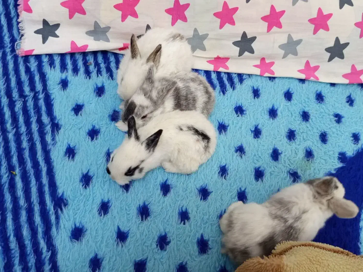 خرگوش|موش و خرگوش|میبد, |دیوار