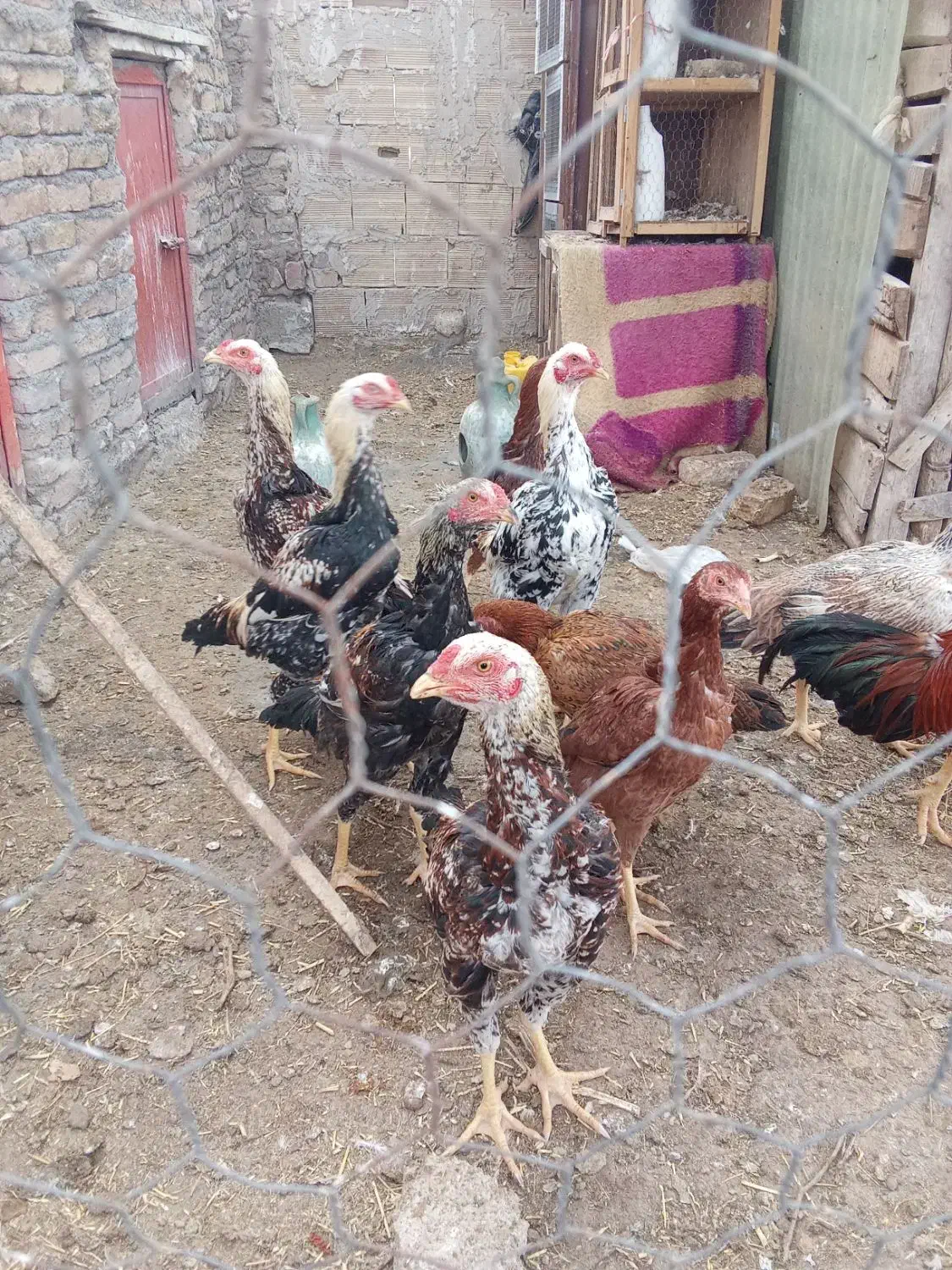 چهارتا خروس لاری|حیوانات مزرعه|سراب, |دیوار