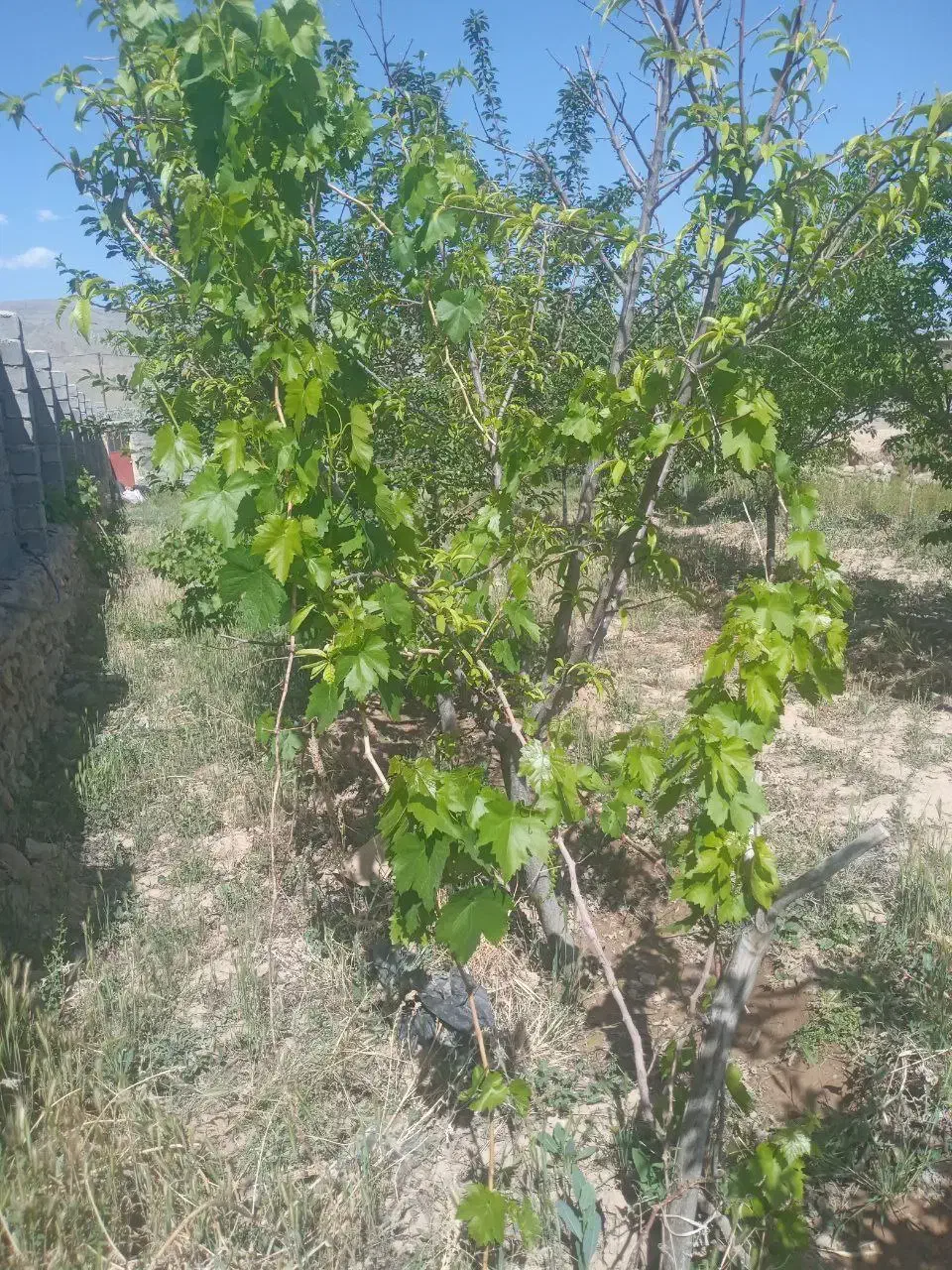 فروش زمین با استخر در روستای باغان با سند ششدانگ|فروش زمین و ملک کلنگی|شیروان (خراسان), |دیوار
