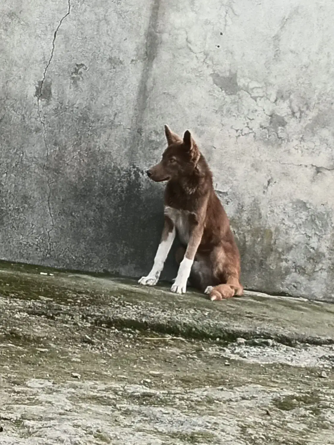 سگ آلابای|سگ|رشت, لاکان|دیوار