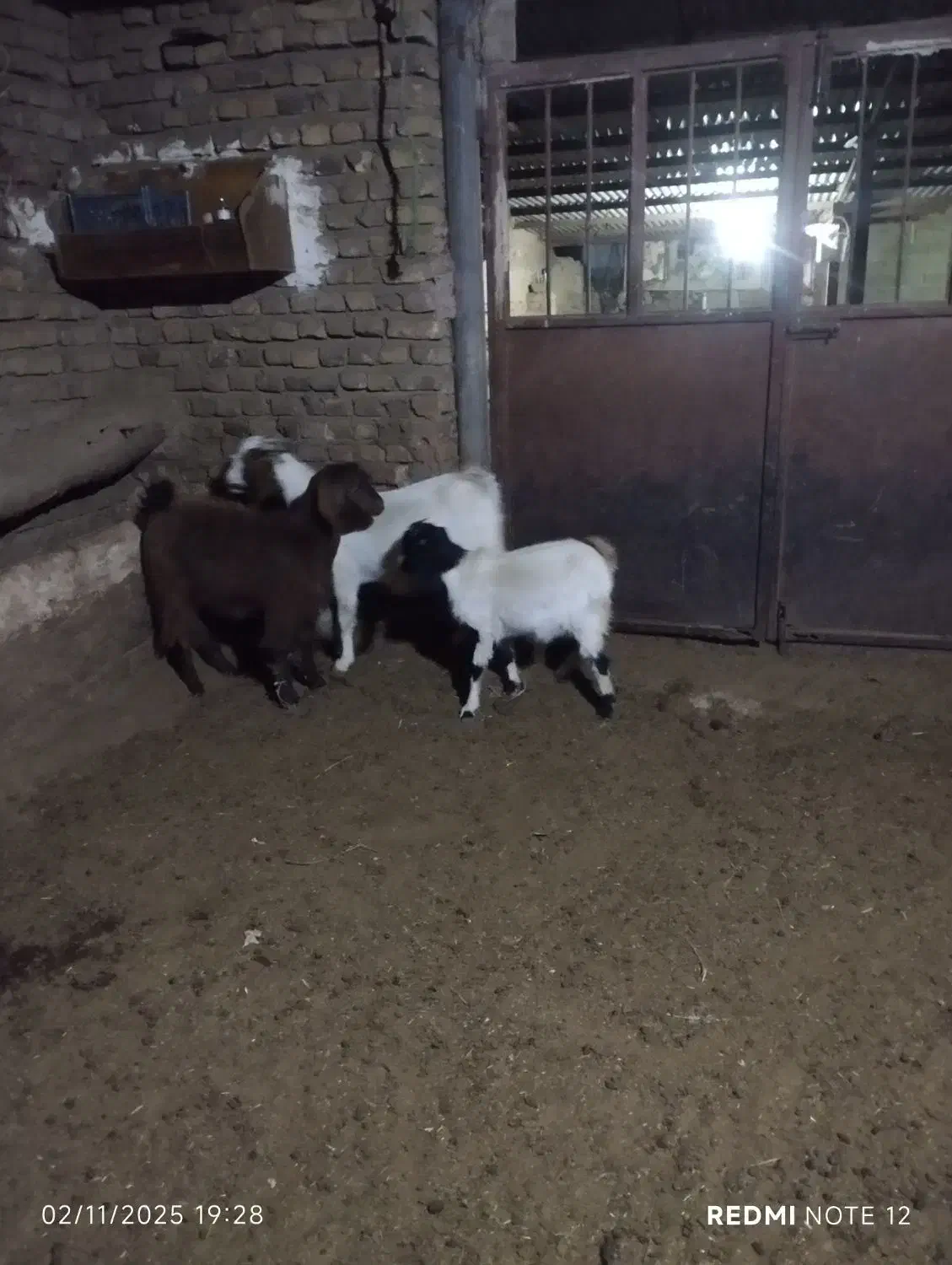 بزغاله ماده اوست|حیوانات مزرعه|تربت جام, شهرک آزادگان|دیوار