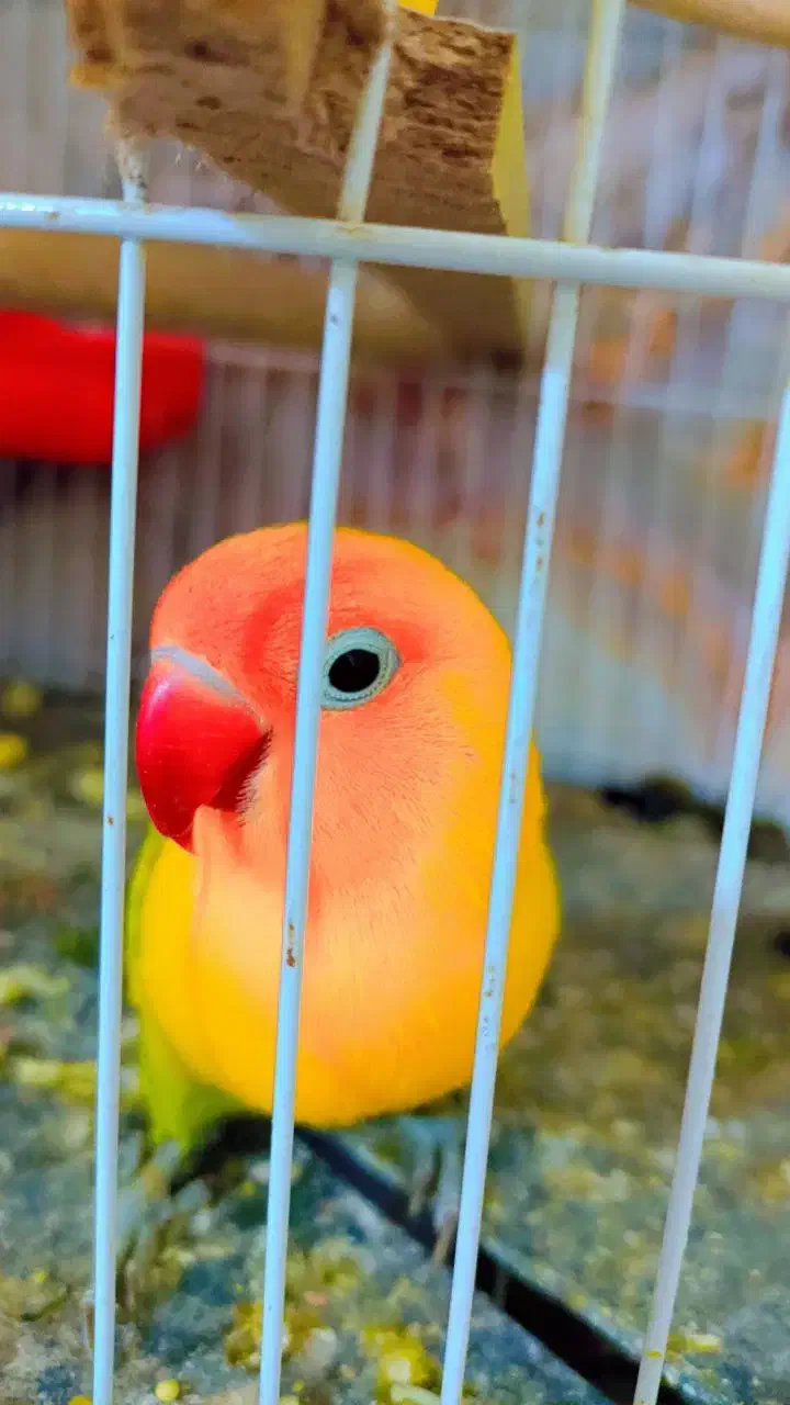 انواع پرنده|پرنده|میبد, |دیوار