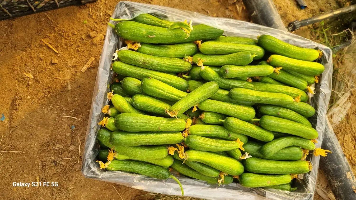 خیار سبز گلخانه ای|خوردنی و آشامیدنی|کاکی, |دیوار