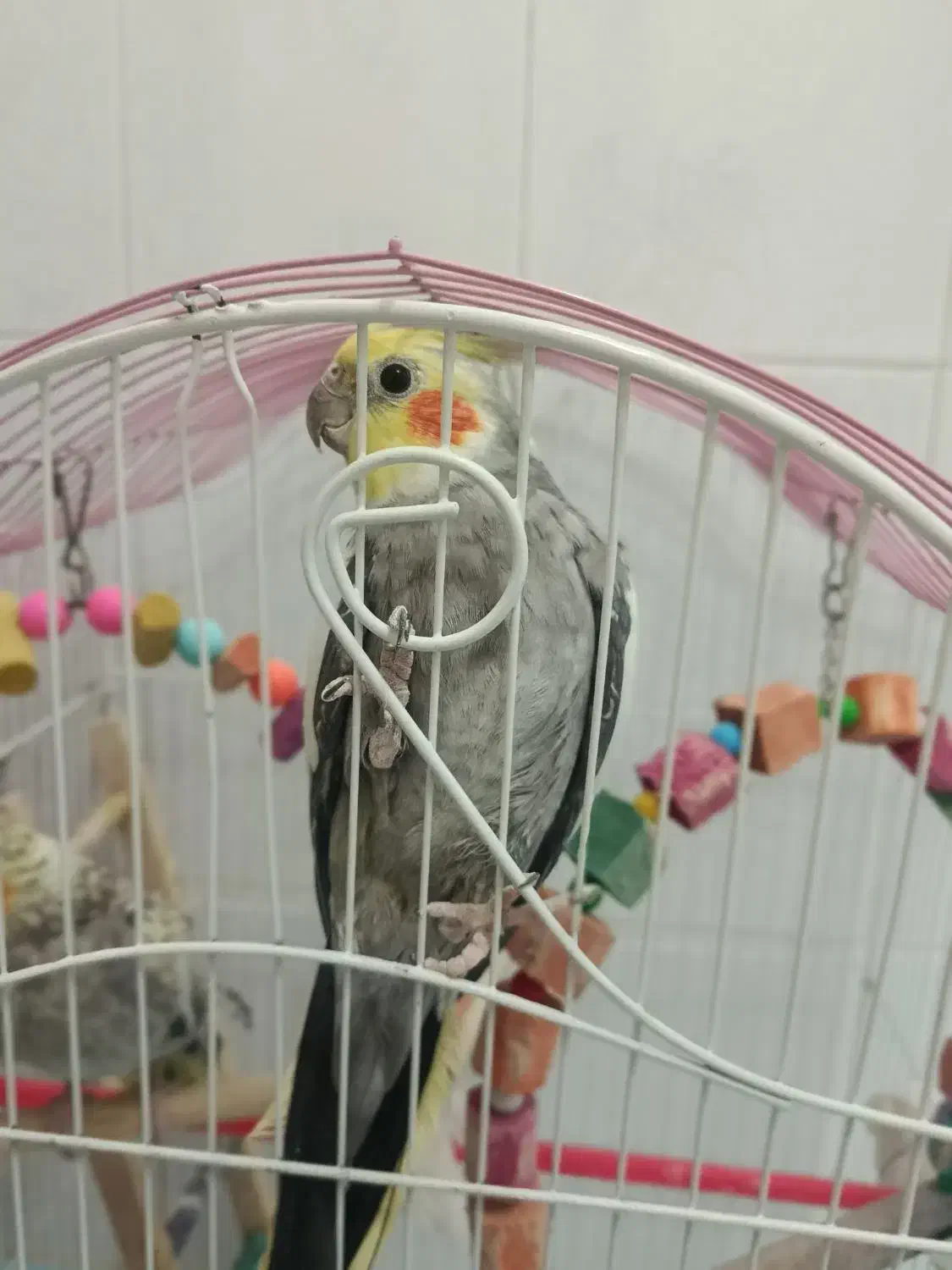 عروس هلندی نر و ماده|پرنده|ملایر, |دیوار