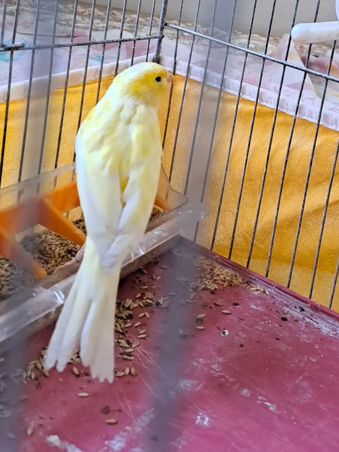 قناری نر|پرنده|برخوار, |دیوار