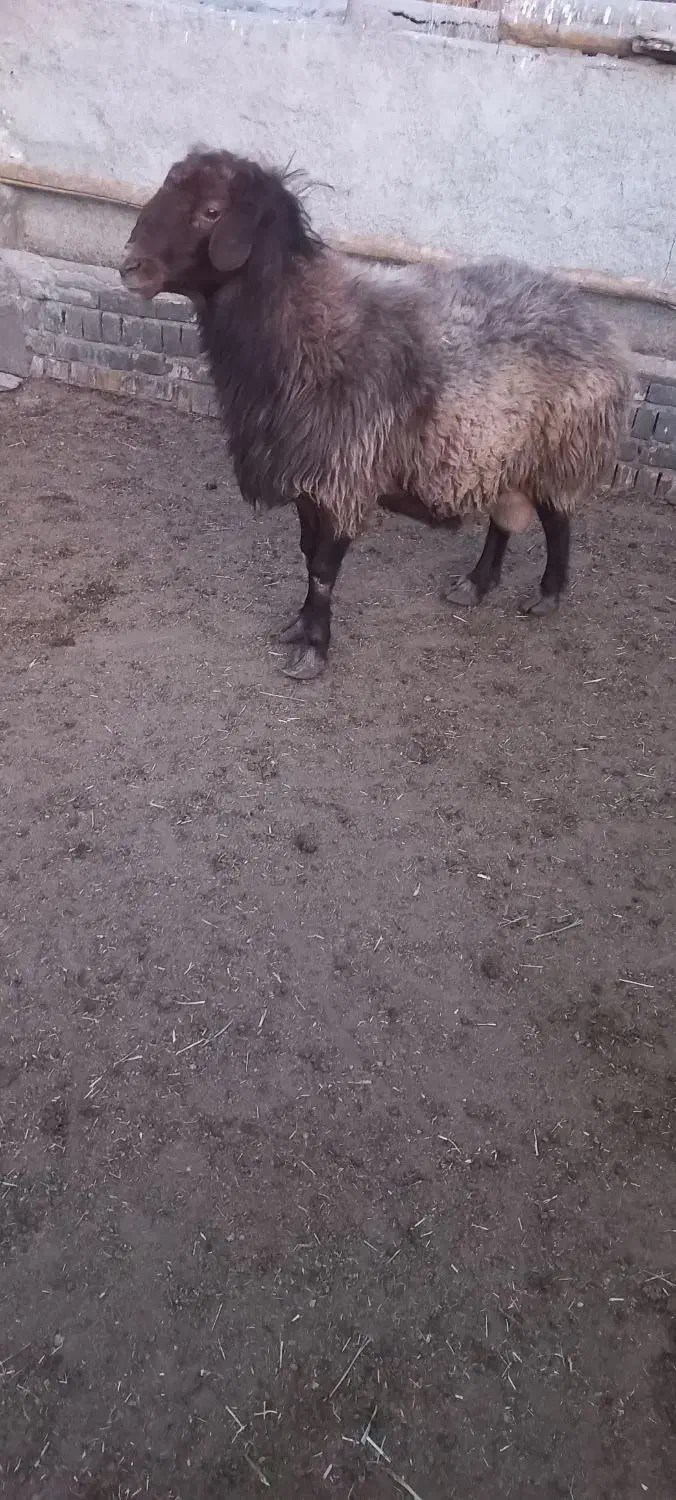 قوچ افشار قیمت پایه ۳۶۰۰۰۰۰۰|حیوانات مزرعه|آبکوه, |دیوار