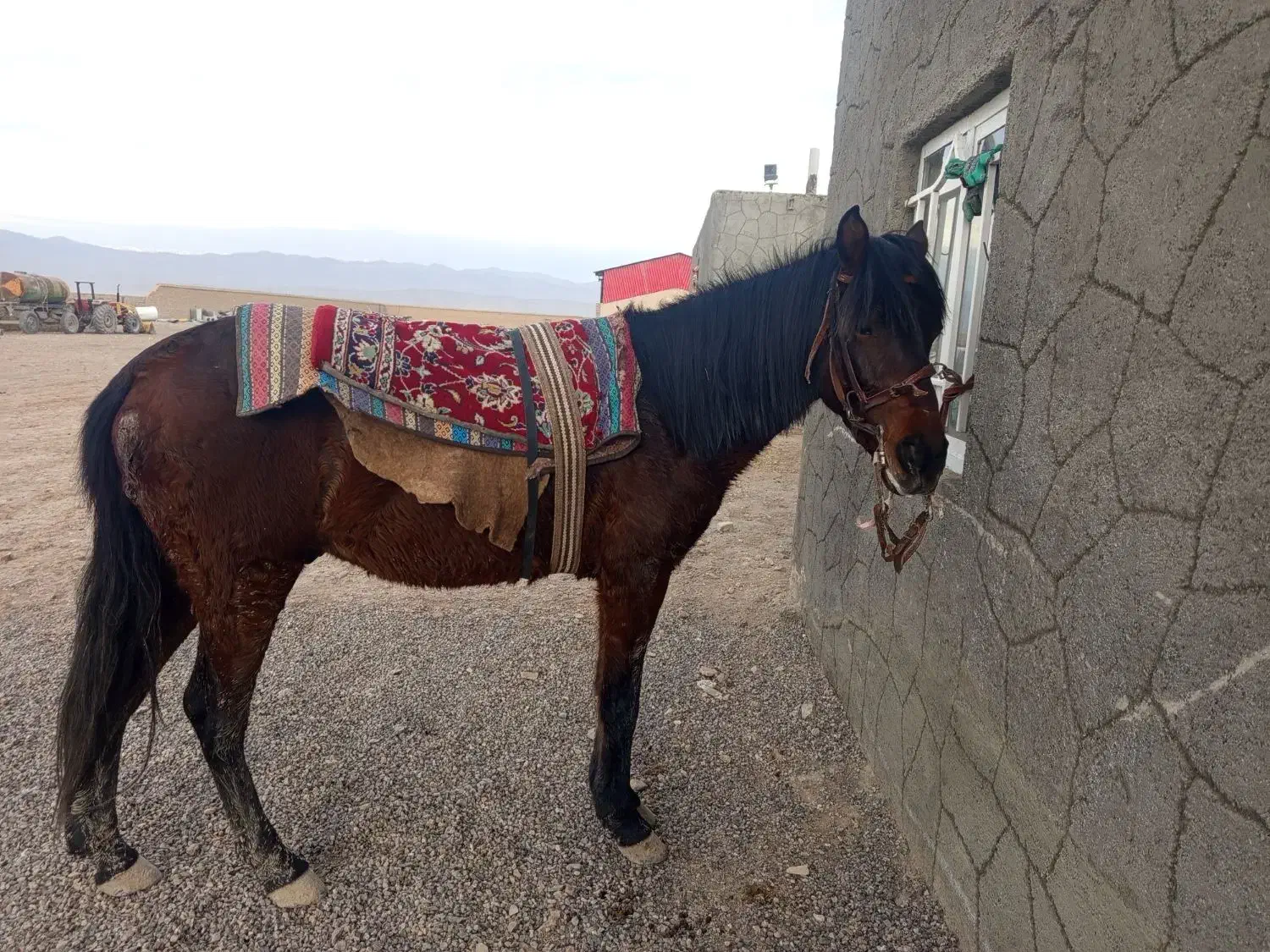 اسب یرقه|اسب و تجهیزات اسبسواری|گلبهار, نوبهار|دیوار