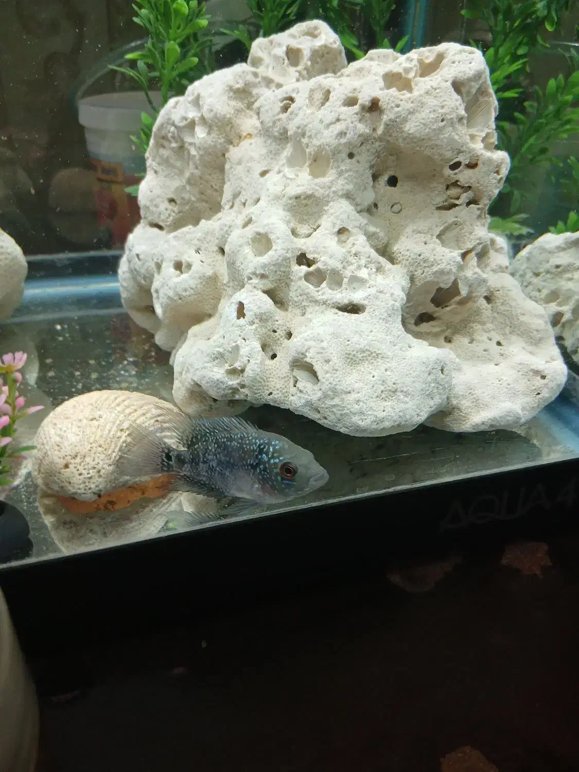 جوجه فلاور ۳ بندی|ماهی|فردیس, خیام شرقی|دیوار