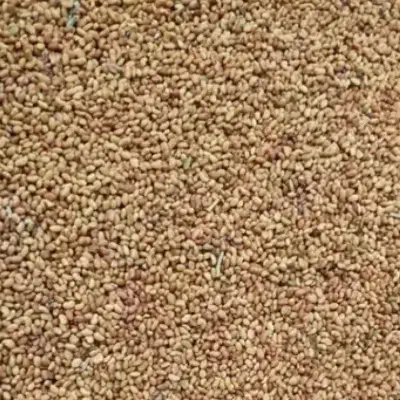 بذر یونجه لنجه|گل و گیاه طبیعی|مرودشت, ژیان|دیوار