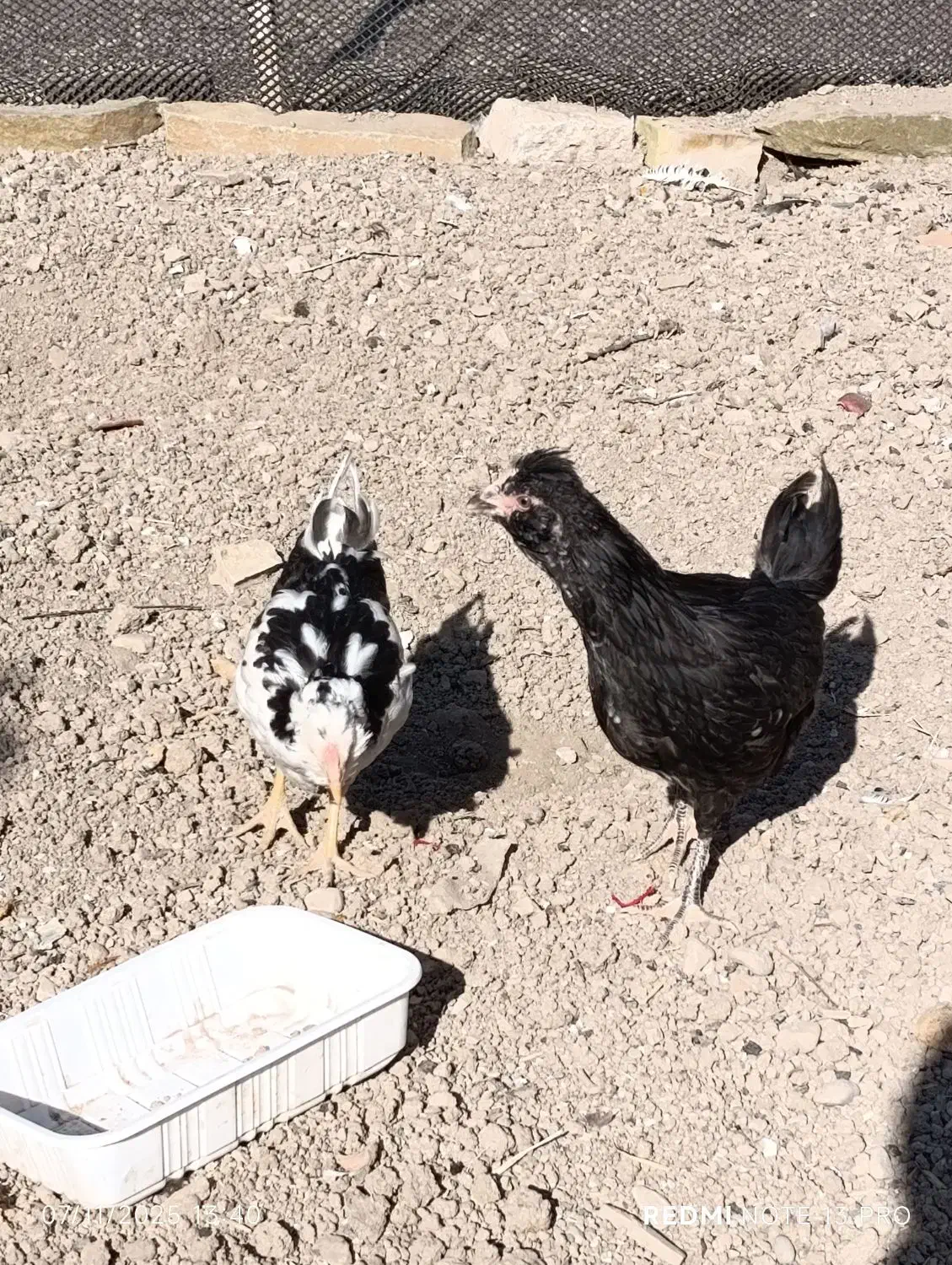 نیمچه مرغ های ۳ ماهه فول کیفیت گلین|حیوانات مزرعه|هفدر, |دیوار