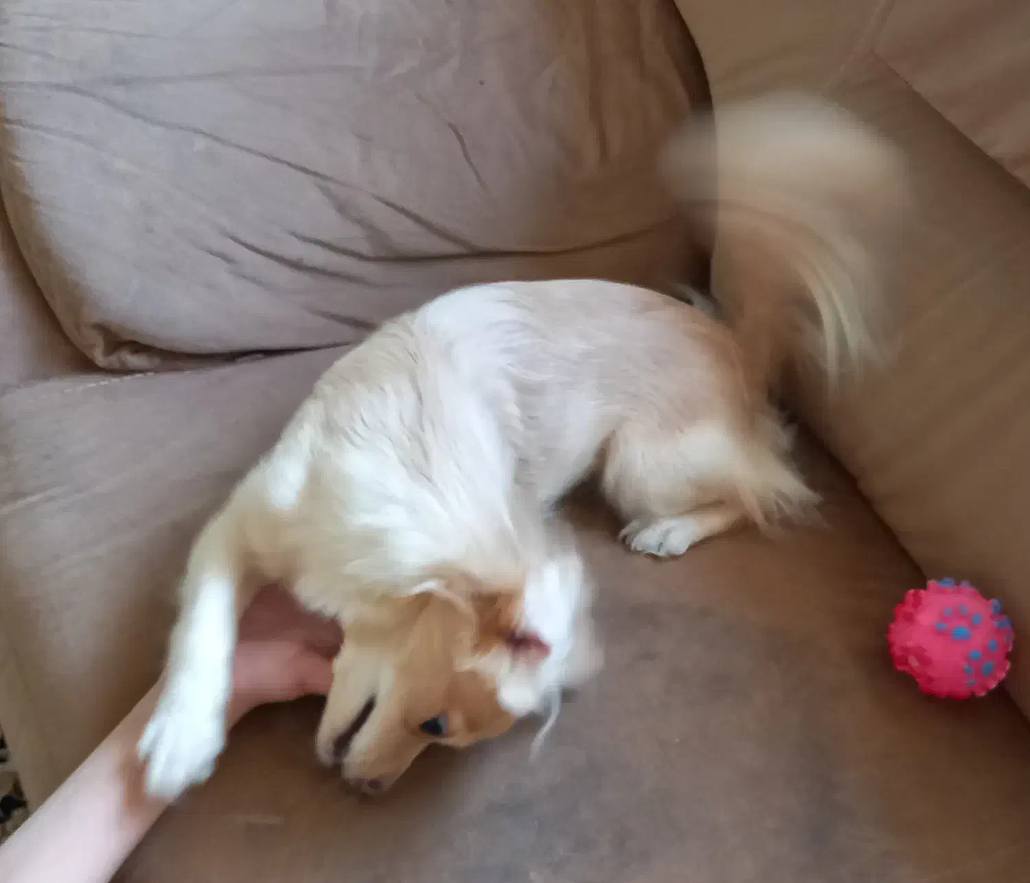 سگ اشپیتز پامر|سگ|آستانه اشرفیه, |دیوار