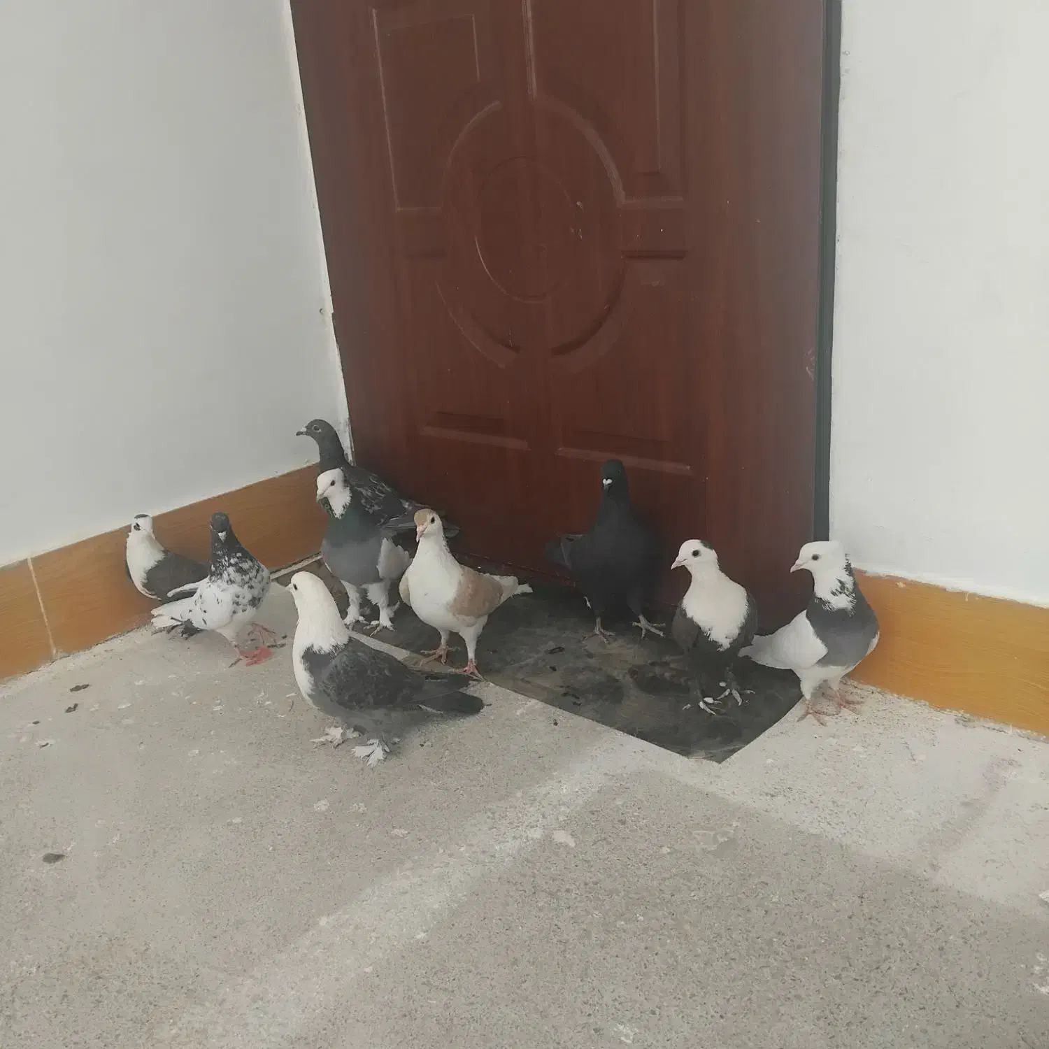 کبوتر رنگی|پرنده|فردوس (خراسان), |دیوار