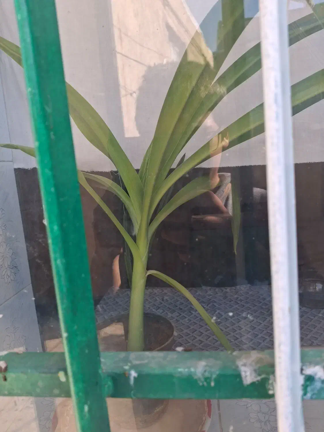 گل سوسن عنکبوتی|گل و گیاه طبیعی|آشتیان, |دیوار