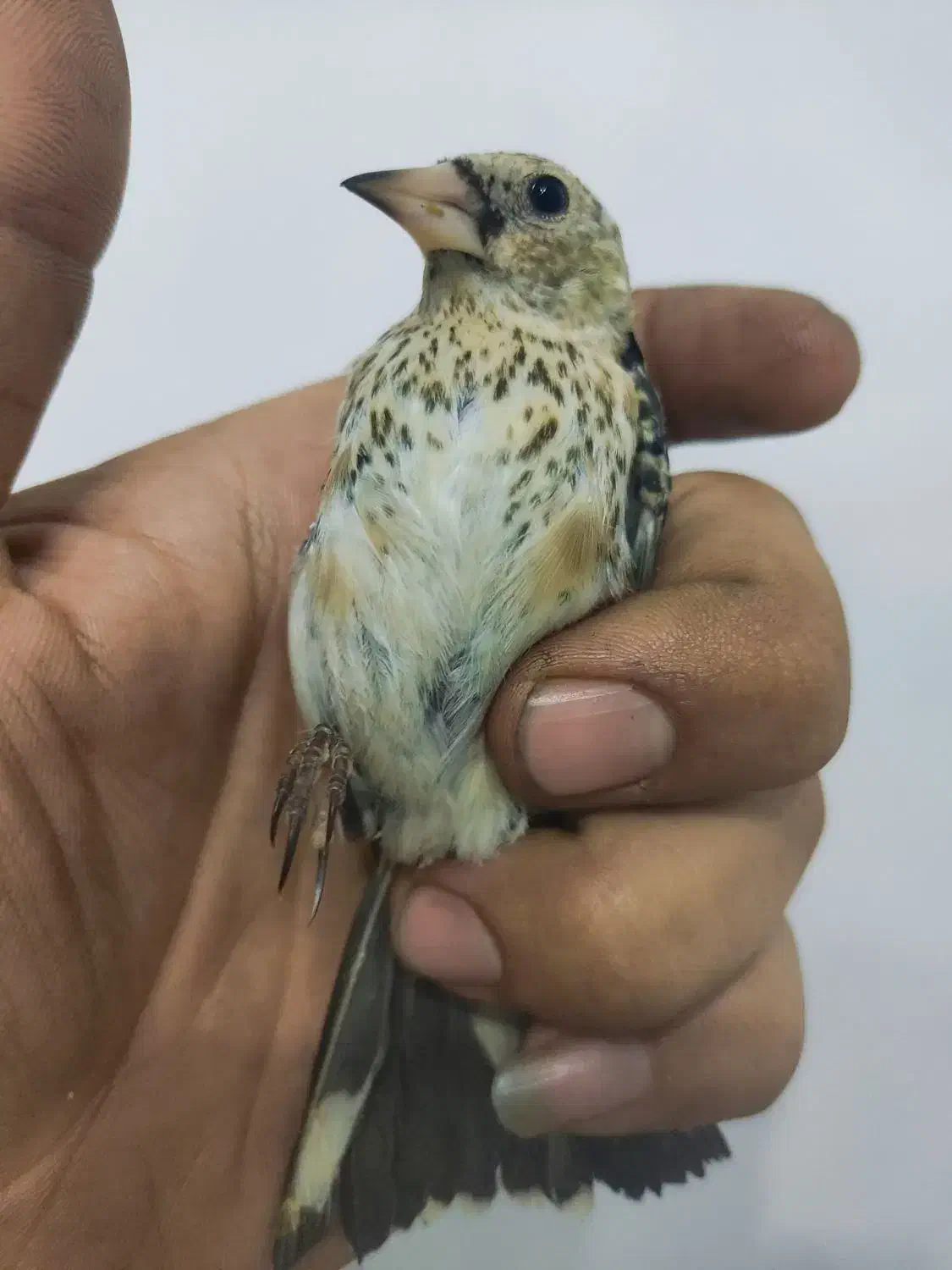 سهره|پرنده|ملارد, |دیوار