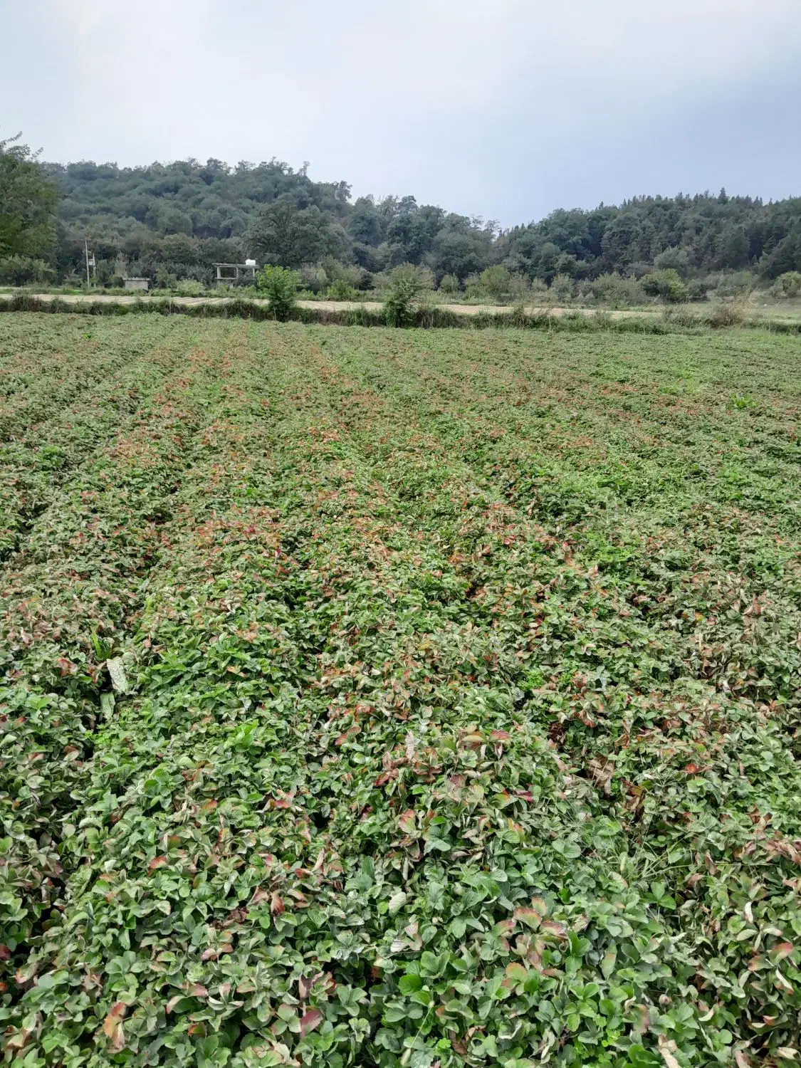 بوته توت فرنگی سابرینا دانه ای|خدمات باغبانی و درختکاری|خان ببین, |دیوار