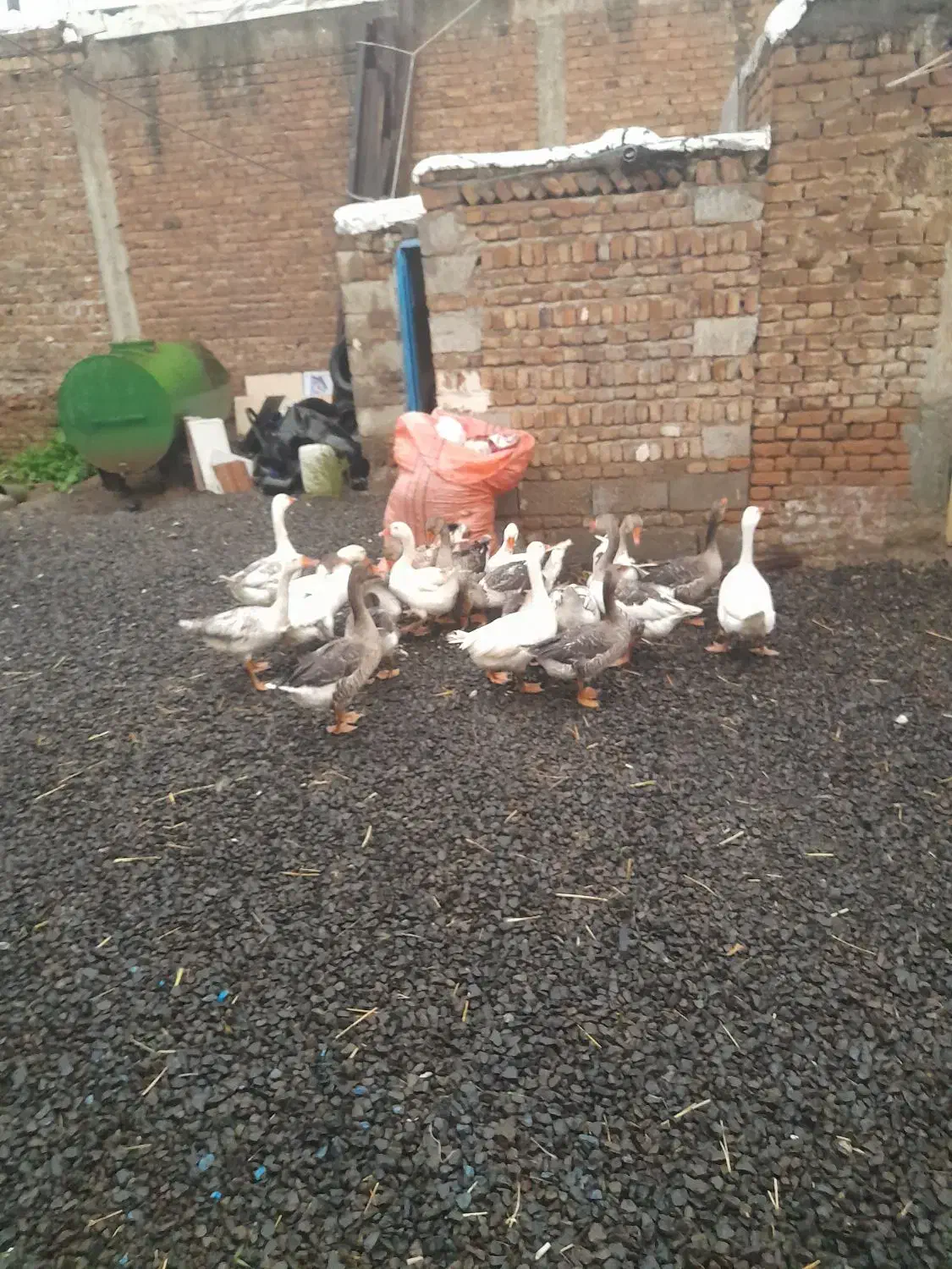 غاز محلی|حیوانات مزرعه|نمین, |دیوار