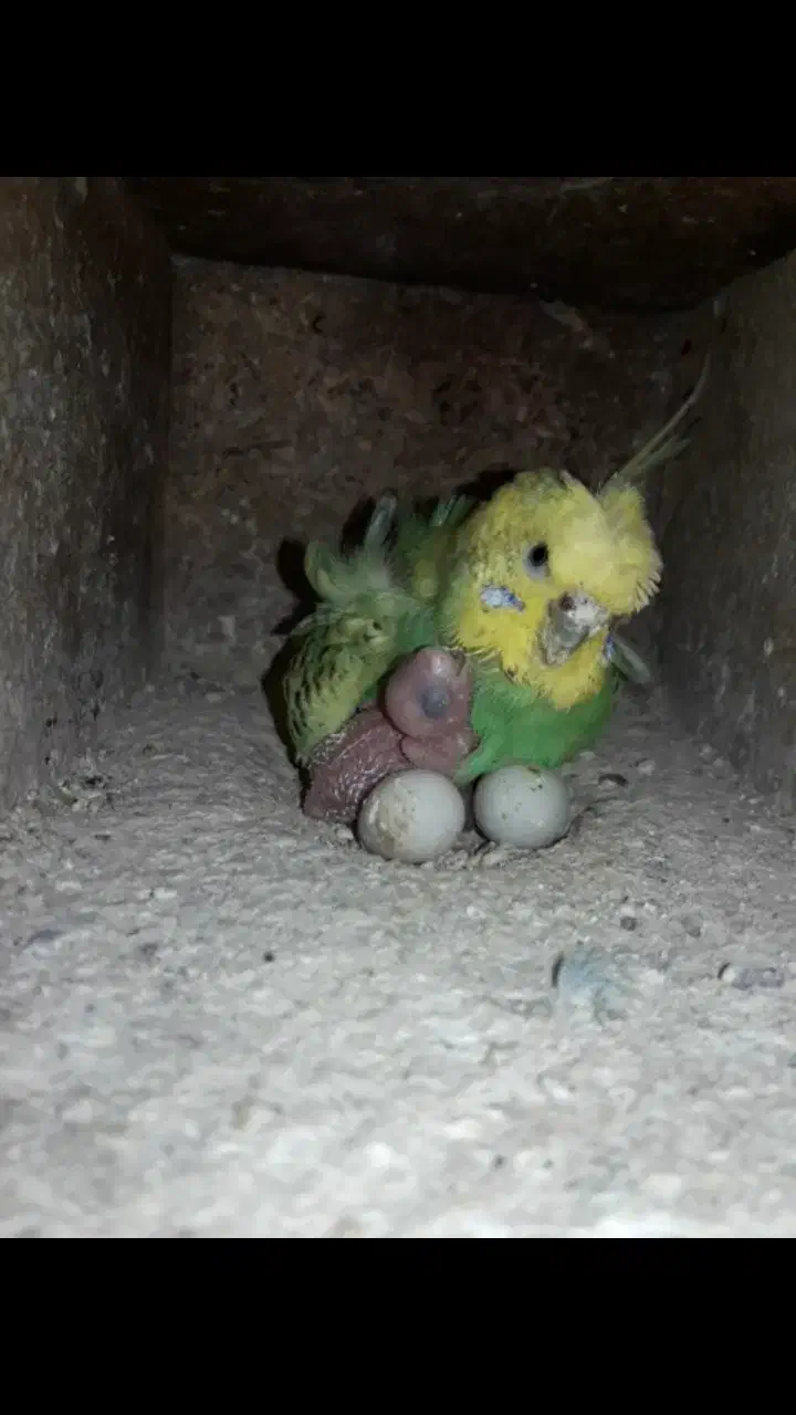 مرغ عشق پروانه ای دوگل رنگین کمانی با جوجه سرلاکی|پرنده|قائم‌شهر, |دیوار