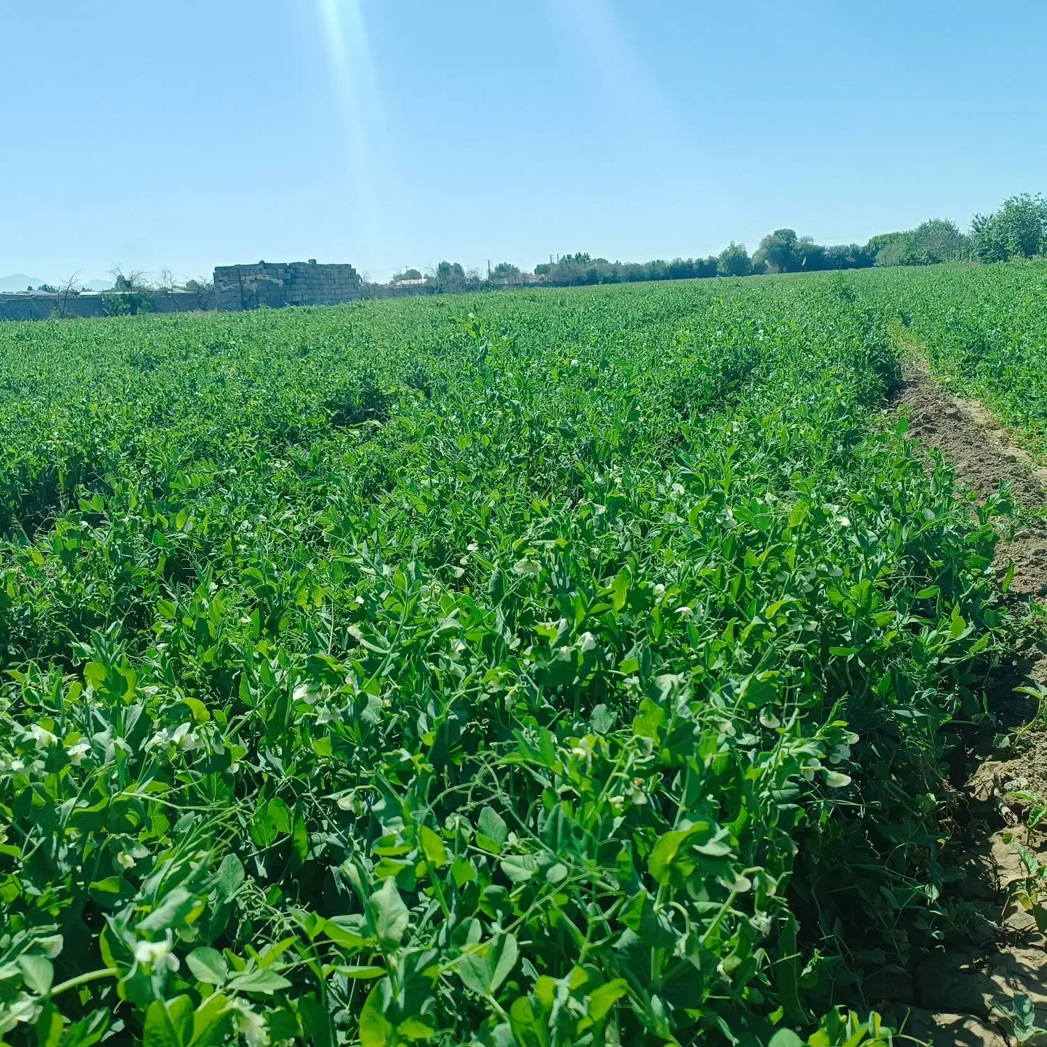 بذر نخود فرنگی|خدمات باغبانی و درختکاری|تنکمان, |دیوار