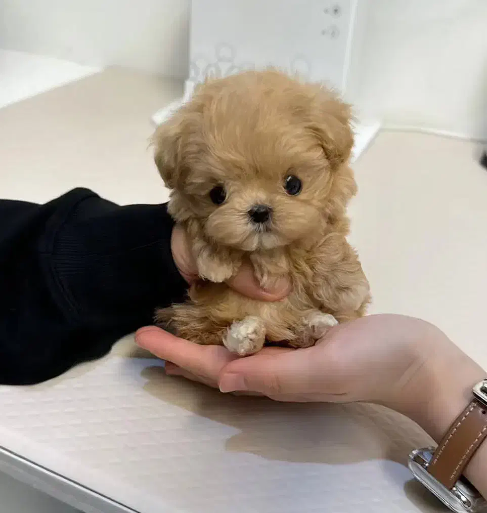 فانتزی|سگ|زاهدان, |دیوار