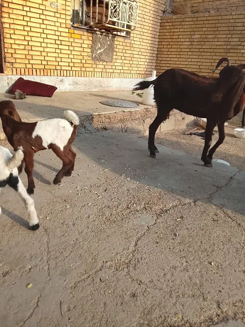 بز دقلوزا با دوبیگ نر ماده|حیوانات مزرعه|شوشتر, |دیوار