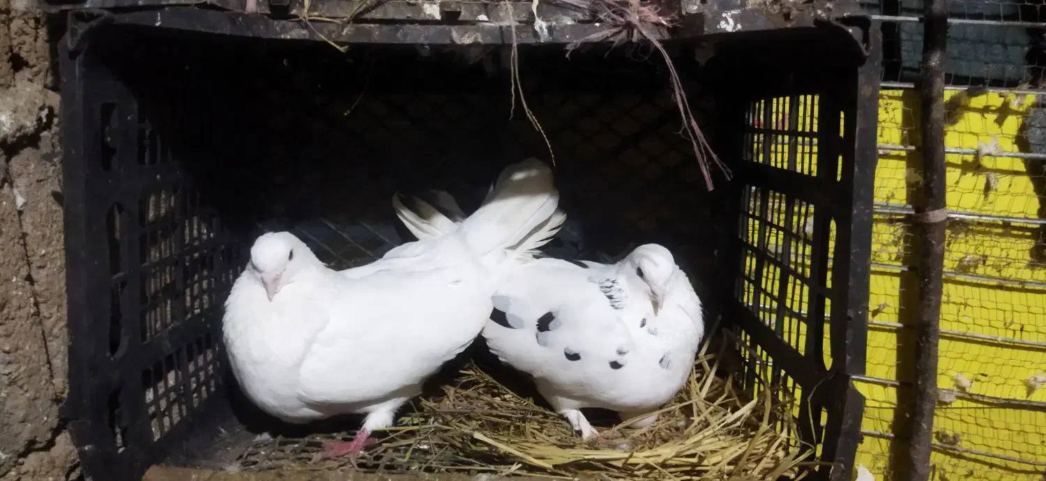 کبوت|پرنده|املش, |دیوار