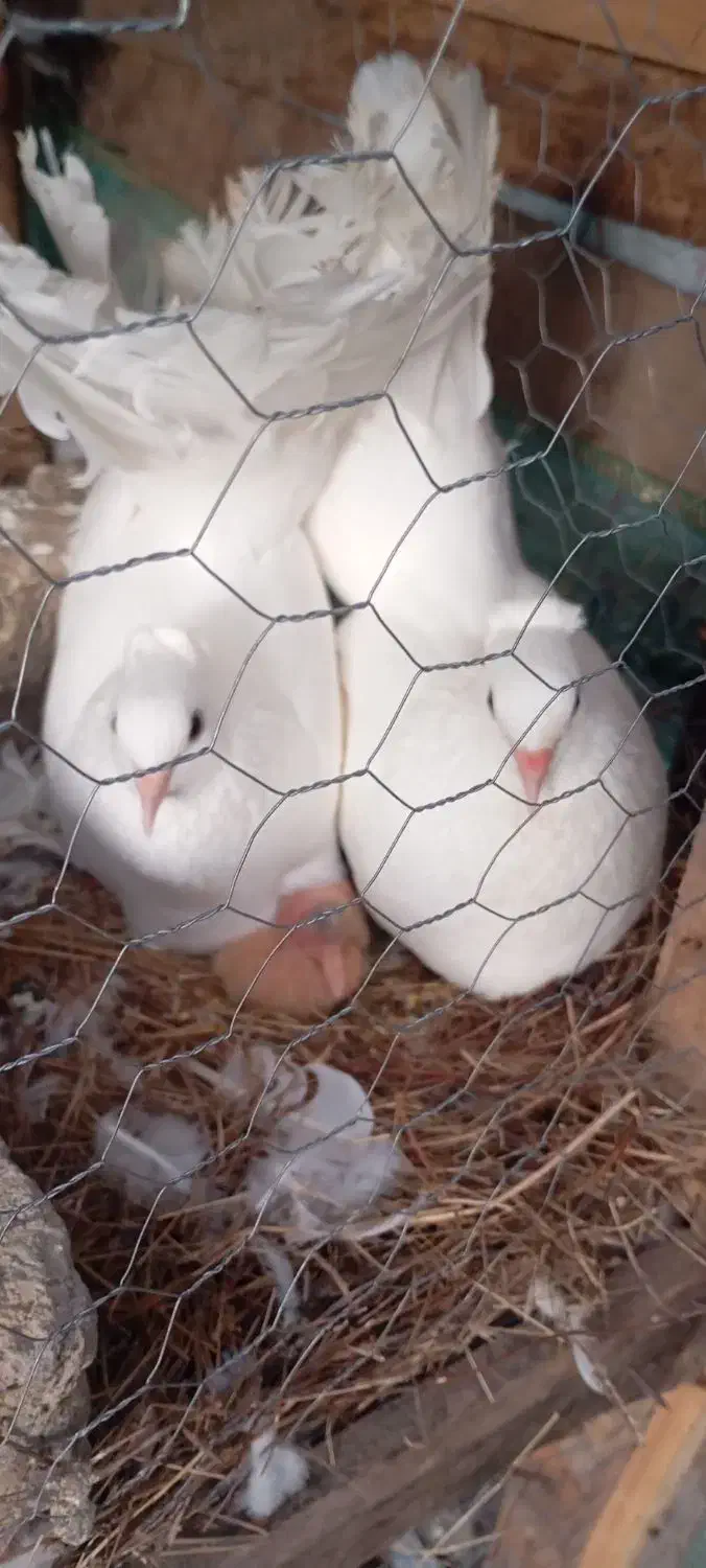 6عدد کبوتر برای فروش|پرنده|ماسال, |دیوار