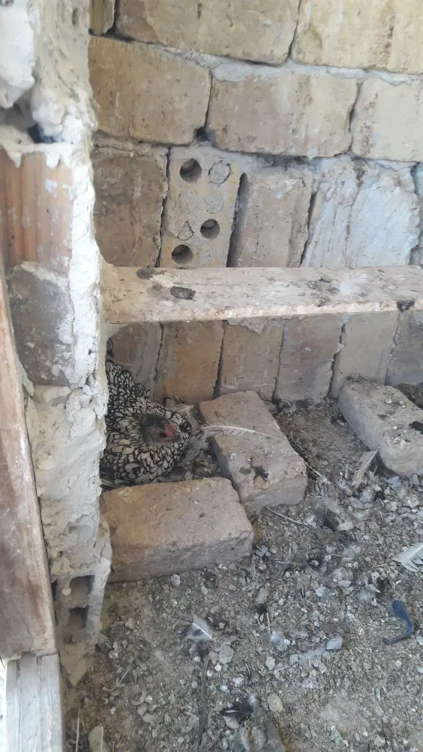 مرغ وخروس|حیوانات مزرعه|کاشان, کلنگه|دیوار