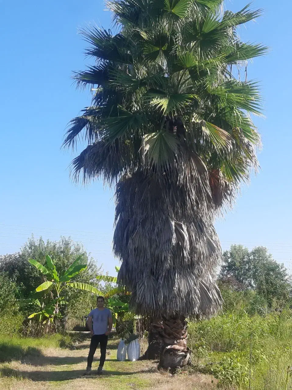 فروش پالم واشنگتنی ۱۲ ساله کم نظیر و با کیفیت|گل و گیاه طبیعی|نشتارود, |دیوار