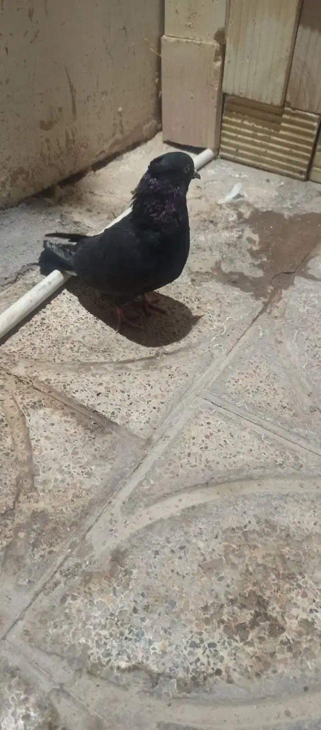 چند عدد کبوتر|پرنده|بم, |دیوار