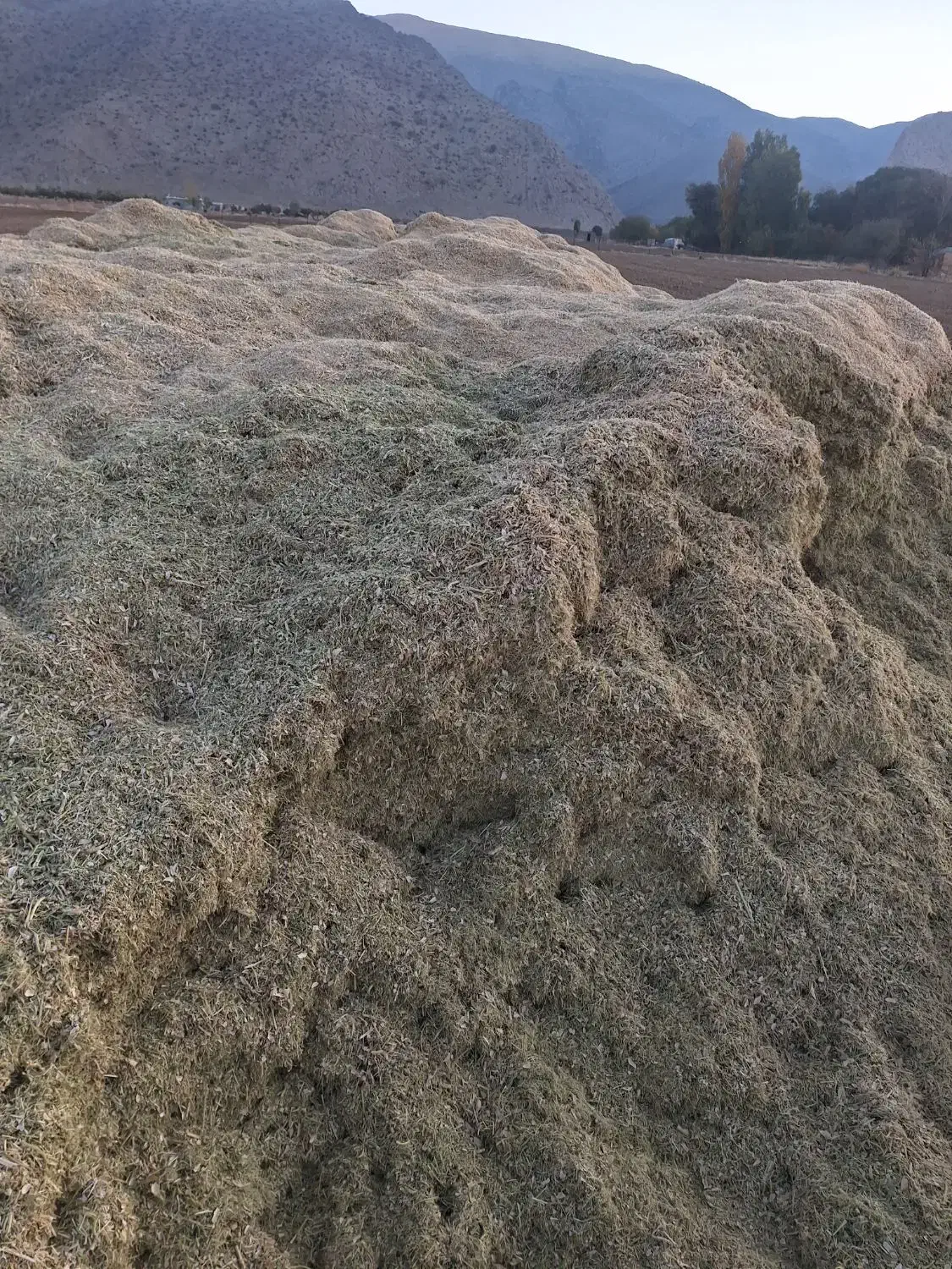 کاه|لوازم جانبی حیوانات|فیروزآباد (فارس), |دیوار