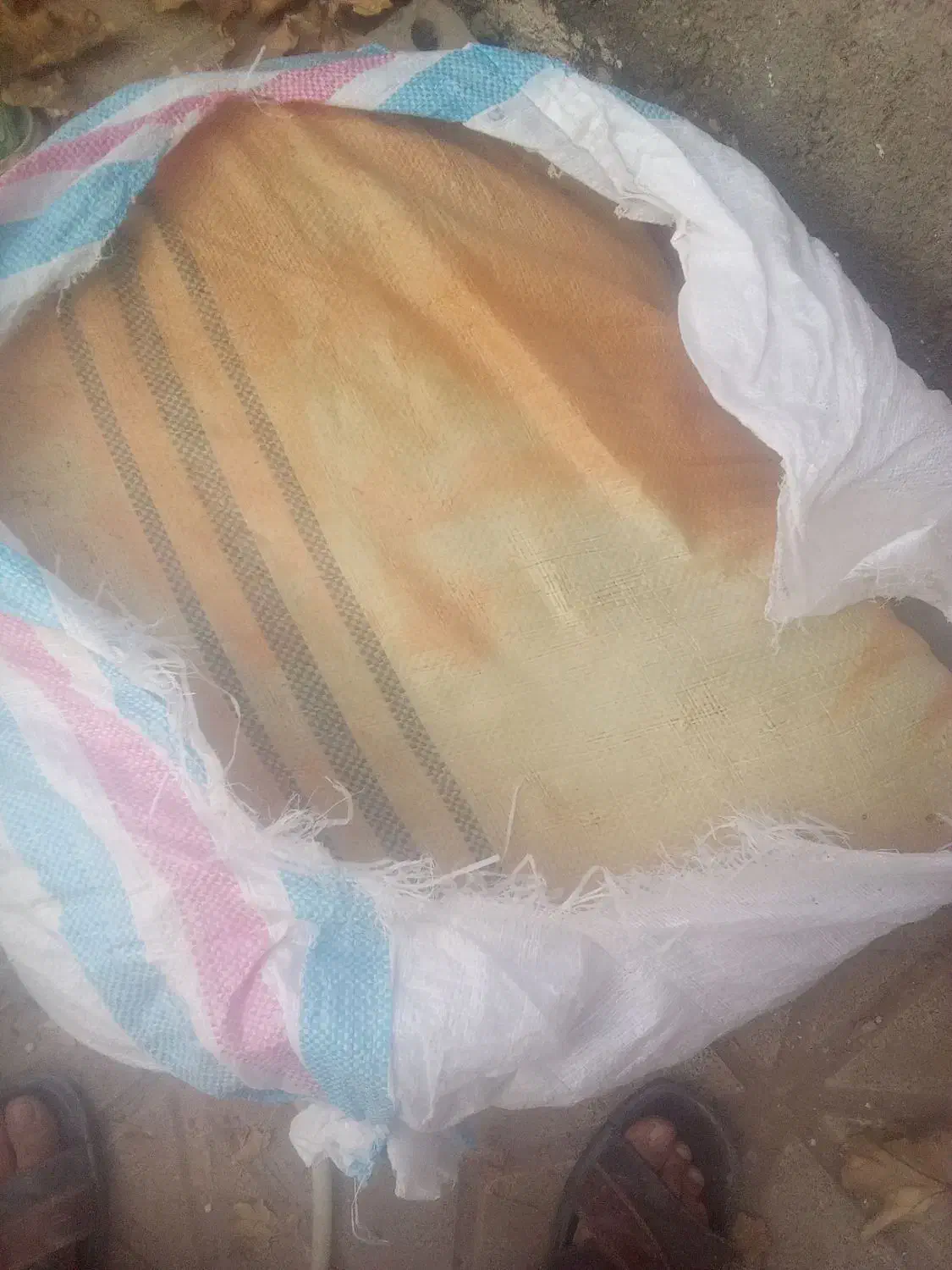 بذر|گل و گیاه طبیعی|تربت جام, والفجر|دیوار