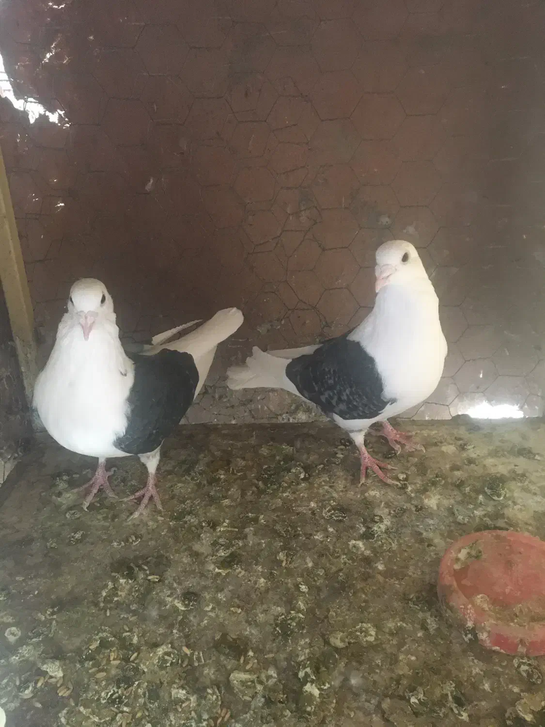 کفتر|پرنده|یزد, |دیوار