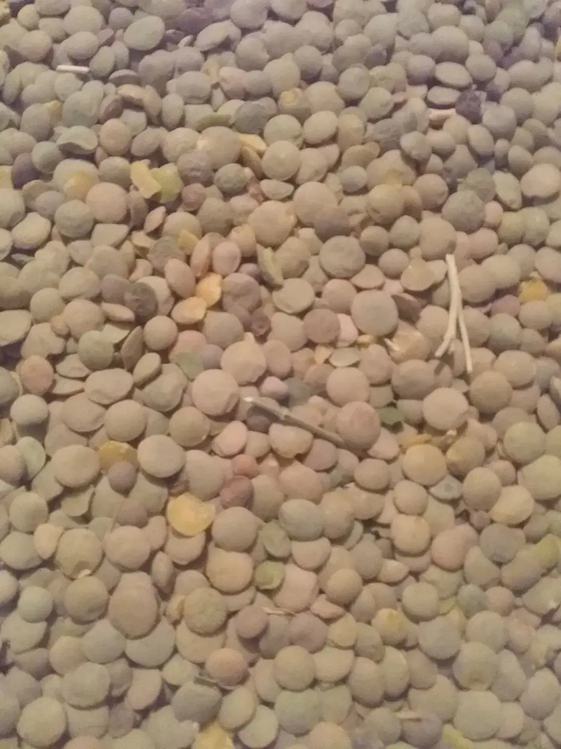 عدس زود پز و تازه|خوردنی و آشامیدنی|میانه, |دیوار