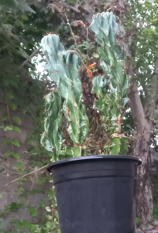 صخره ای|گل و گیاه طبیعی|رشت, استادسرا|دیوار