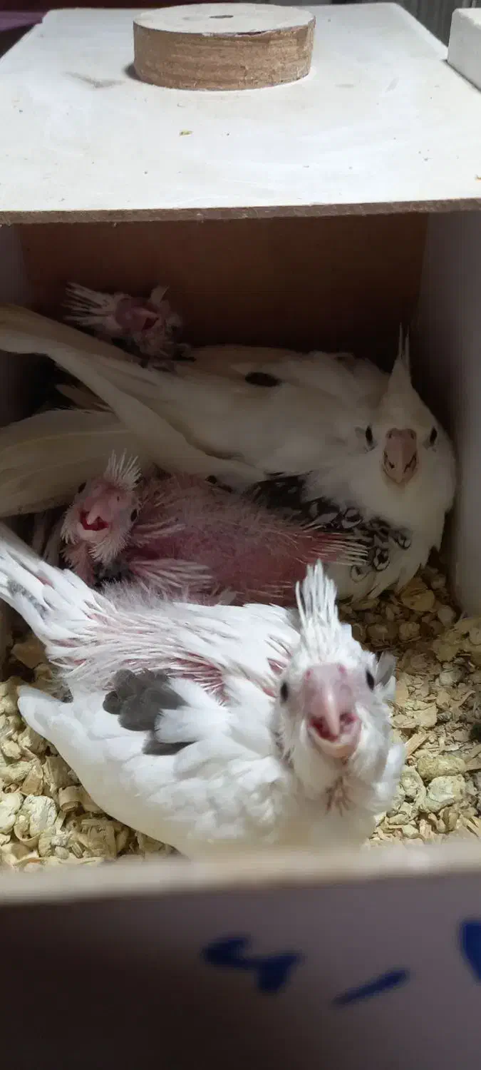 آلبینو|پرنده|شبستر, |دیوار