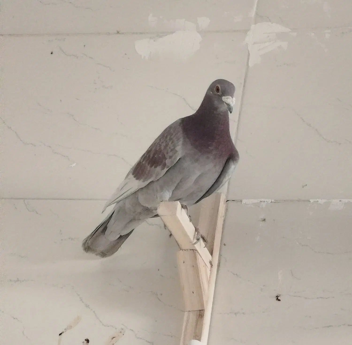 کفتر|پرنده|پاسارگاد, |دیوار