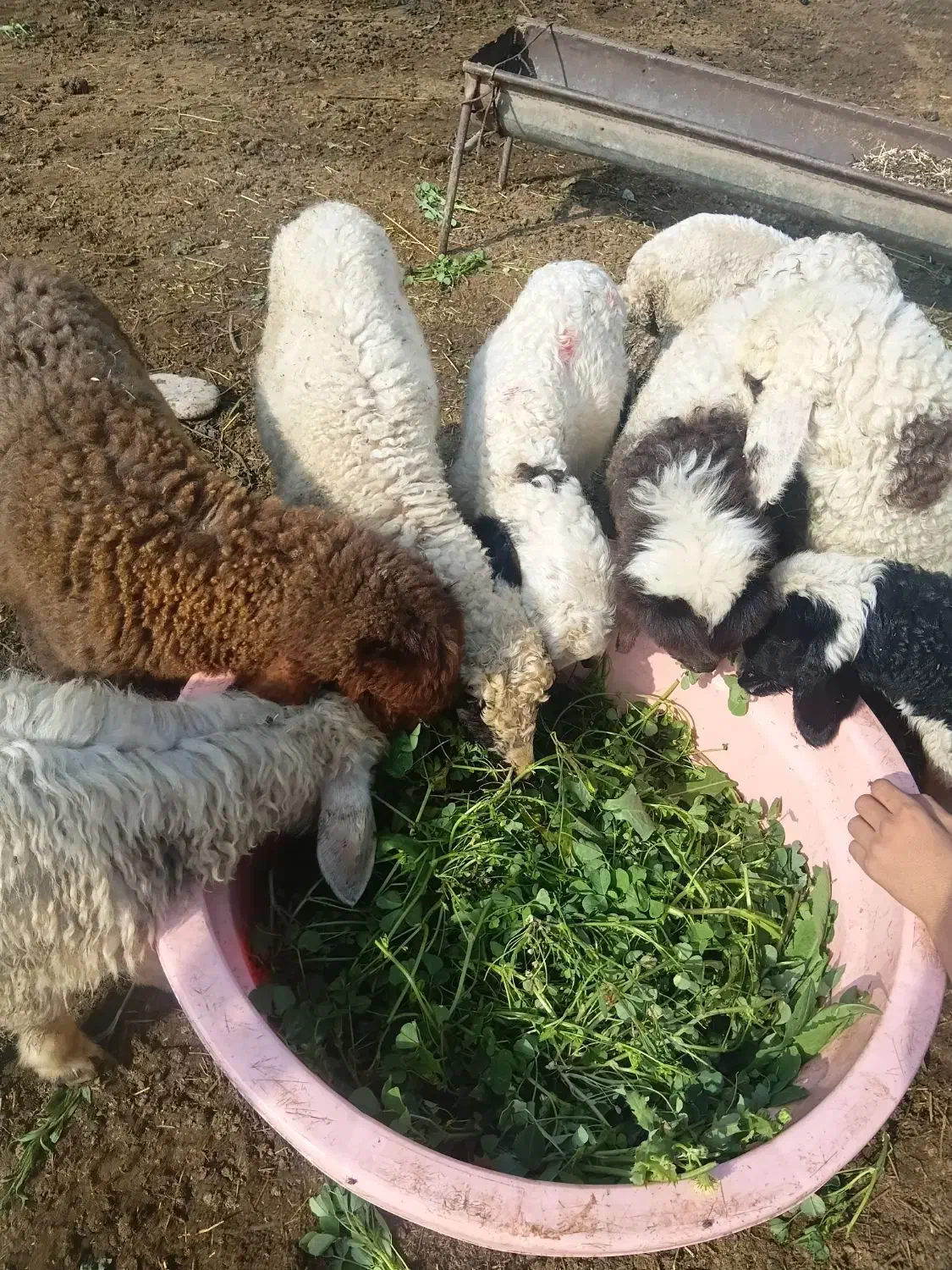 بره‌.میش.بز.بیگ|حیوانات مزرعه|دزفول, |دیوار