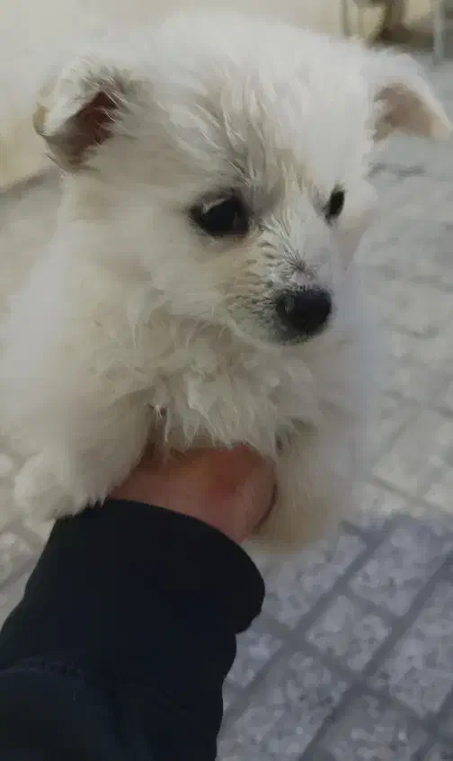 سگ پامرین|سگ|الوند, |دیوار