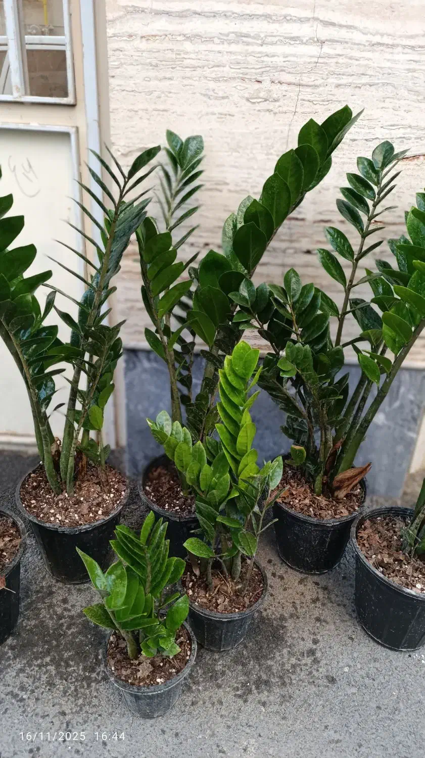 گل زاموفیلیا.اگلونما برفی.افوربیا گلدان.پتوس کاج|گل و گیاه طبیعی|اراک, |دیوار