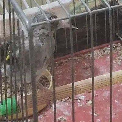 جوجه سهره|پرنده|کرمان, |دیوار